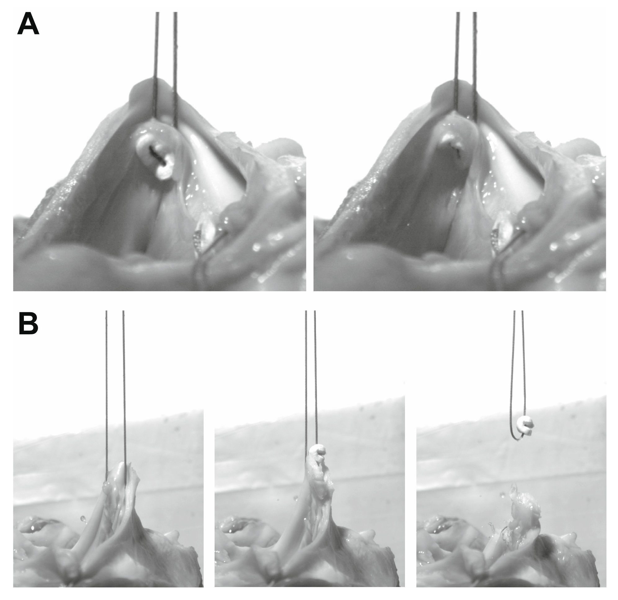 Medicina 58 01055 g003 550