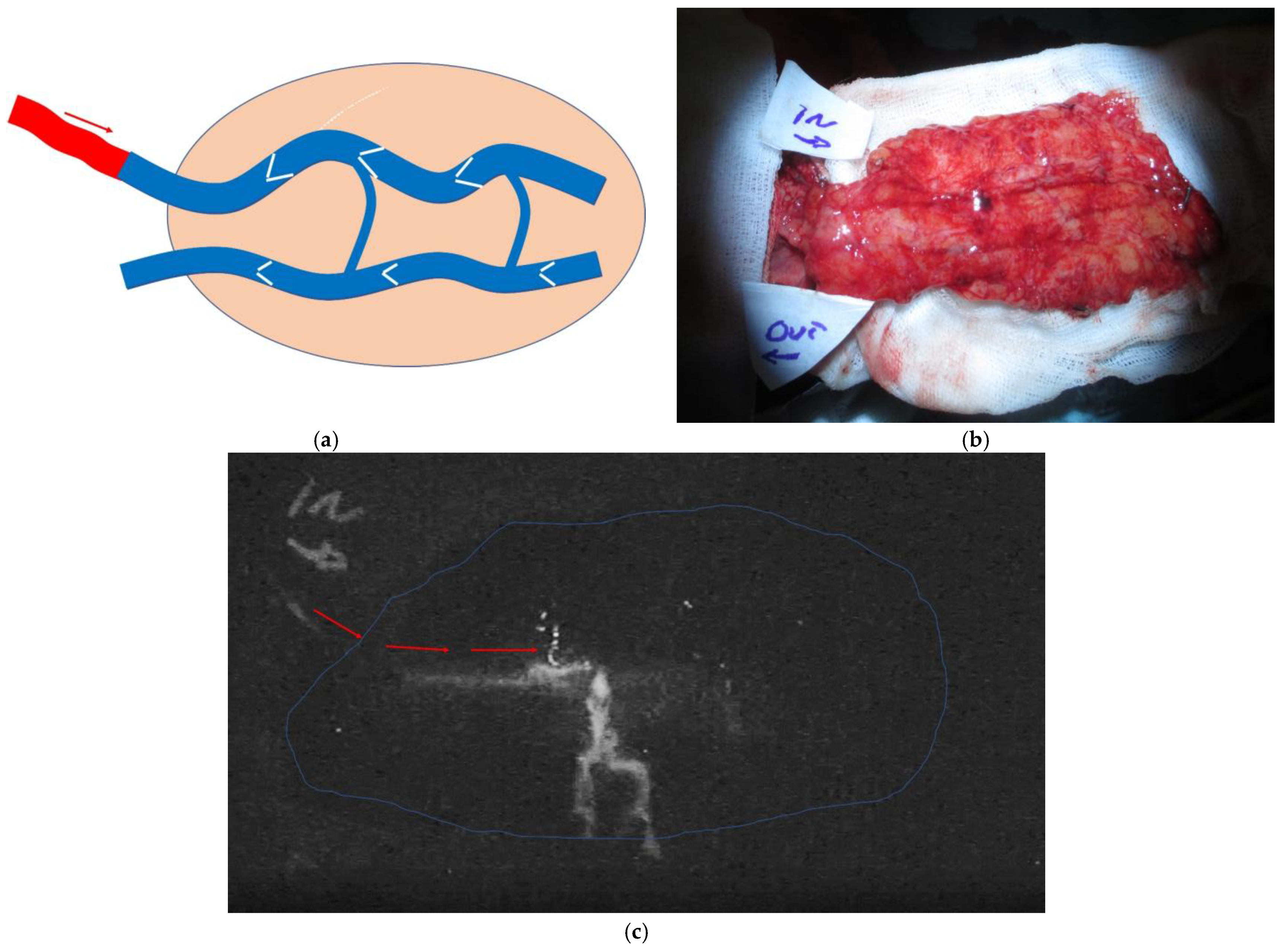 Medicina 58 01065 g001a 550