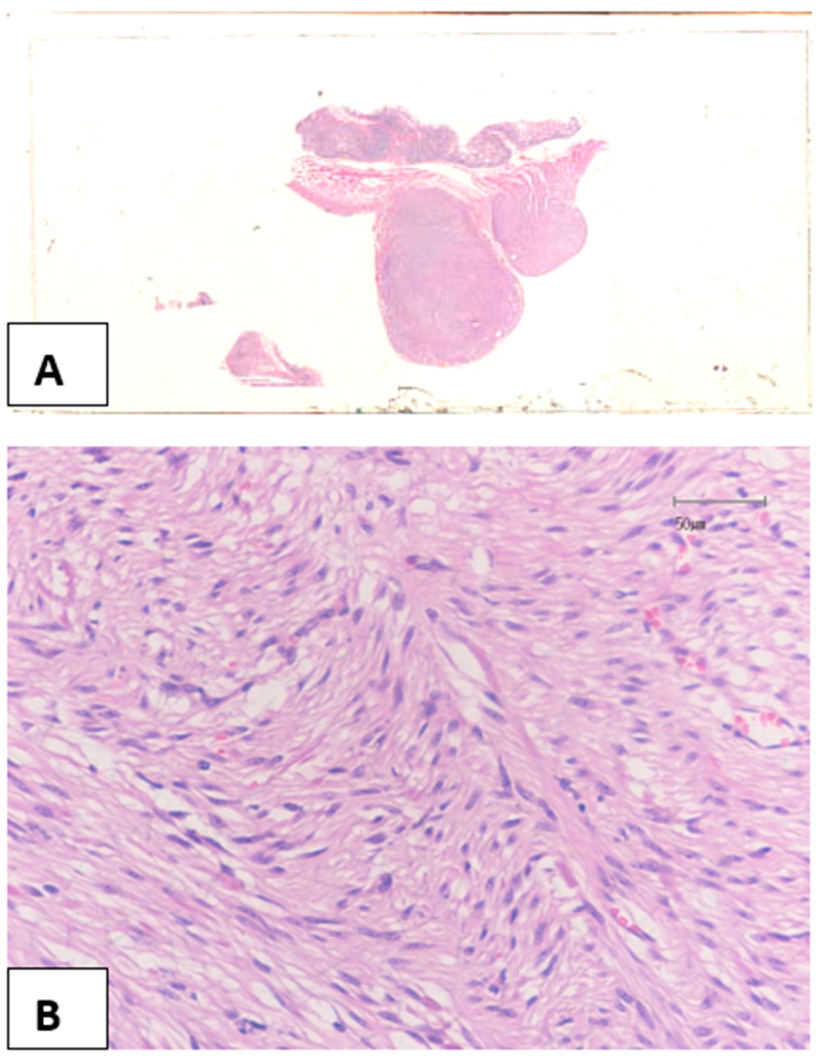 Medicina 58 01116 g002a