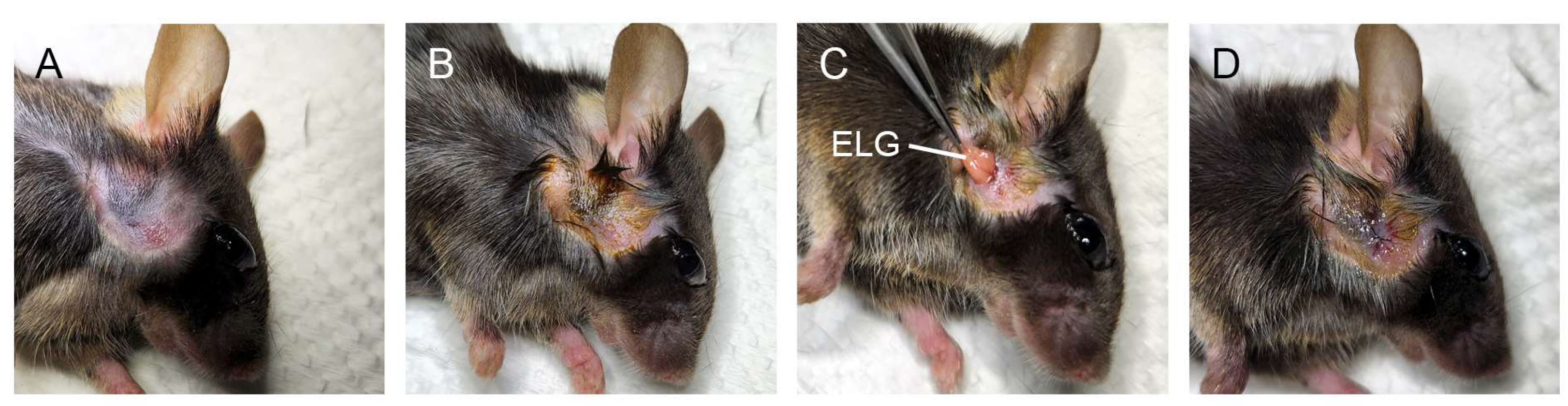 Medicina 58 01134 g001 550