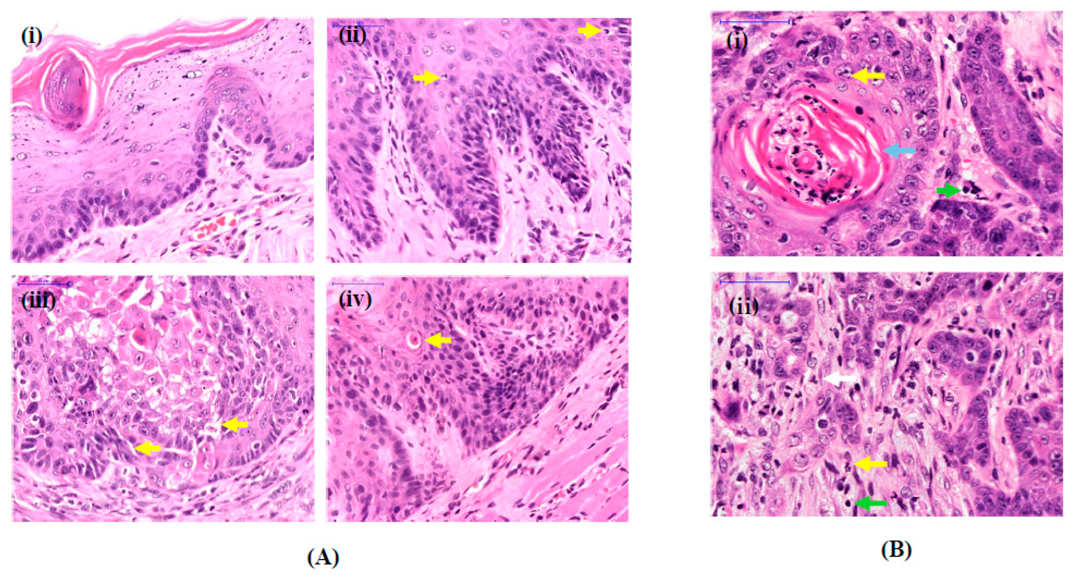 Medicina 58 01229 g002 Medicina 58 01229 g002