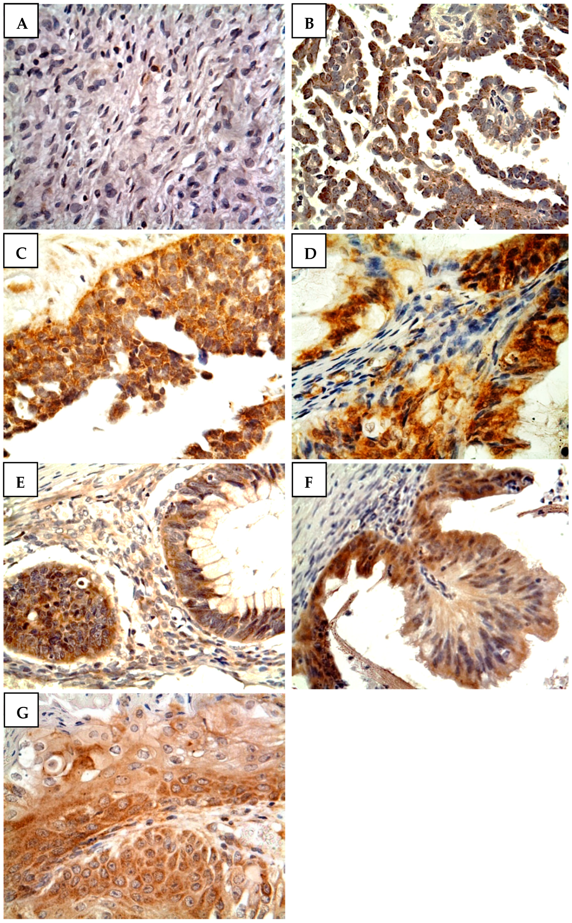 Medicina 58 01263 g002