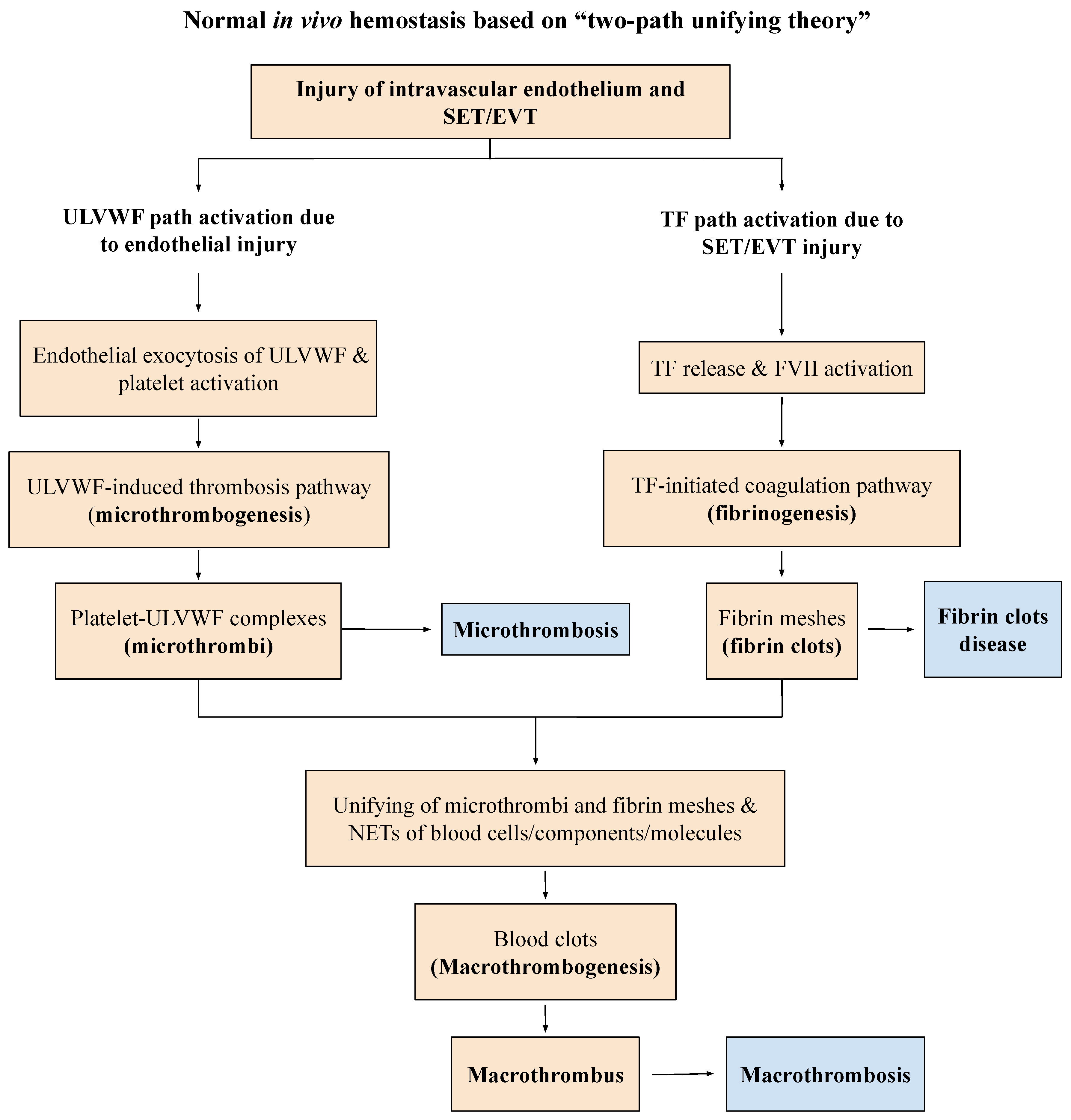 Medicina 58 01311 g002 Medicina 58 01311 g002