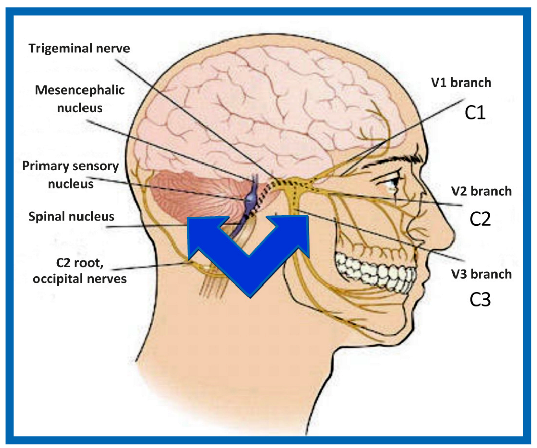 Medicina Free Full-Text Neural Basis of Etiopathogenesis and Treatment of Cervicogenic Orofacial Pain Sex Pic Hd