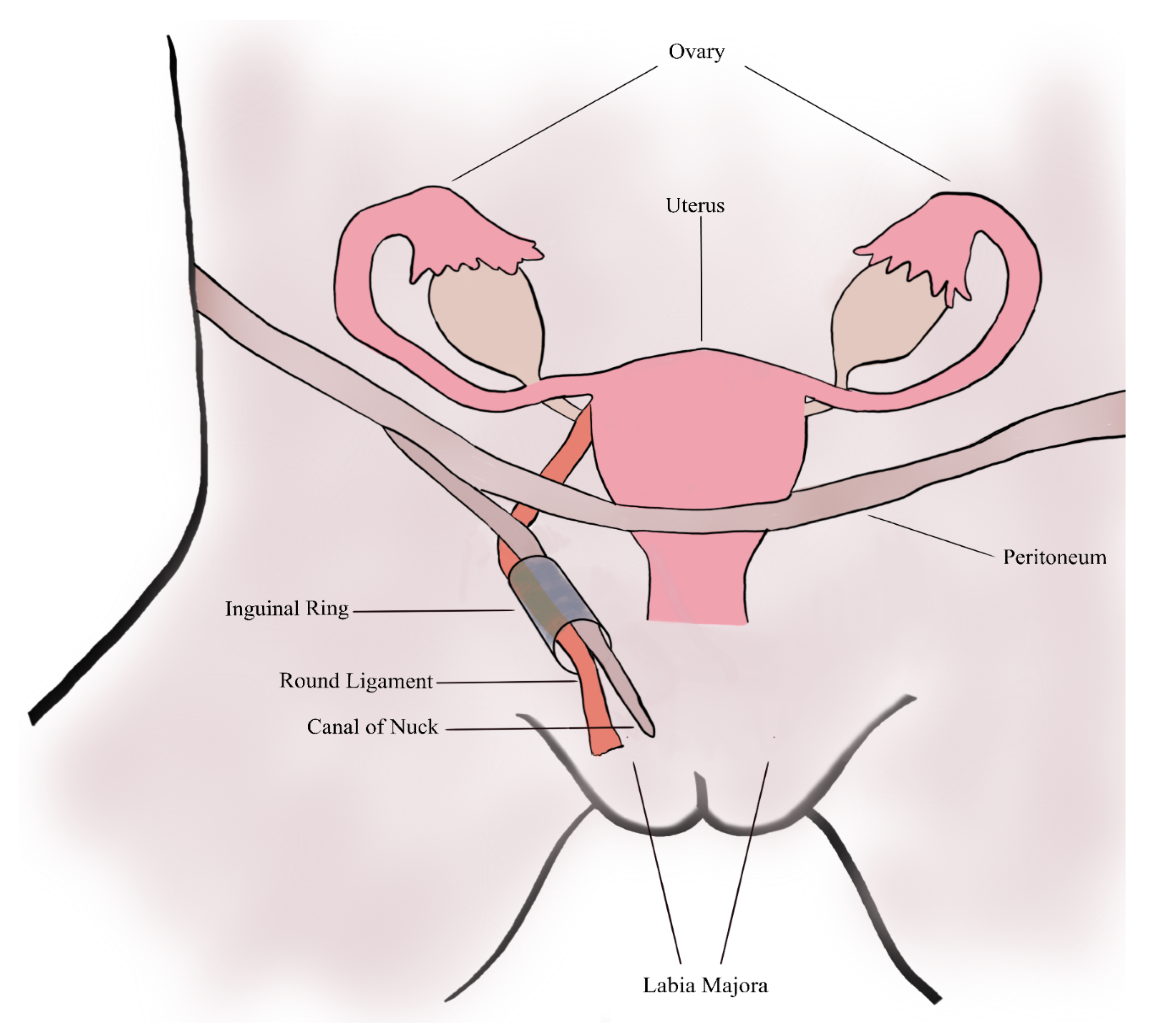 Vas Deferens - Anatomy - Location - Function - Pain