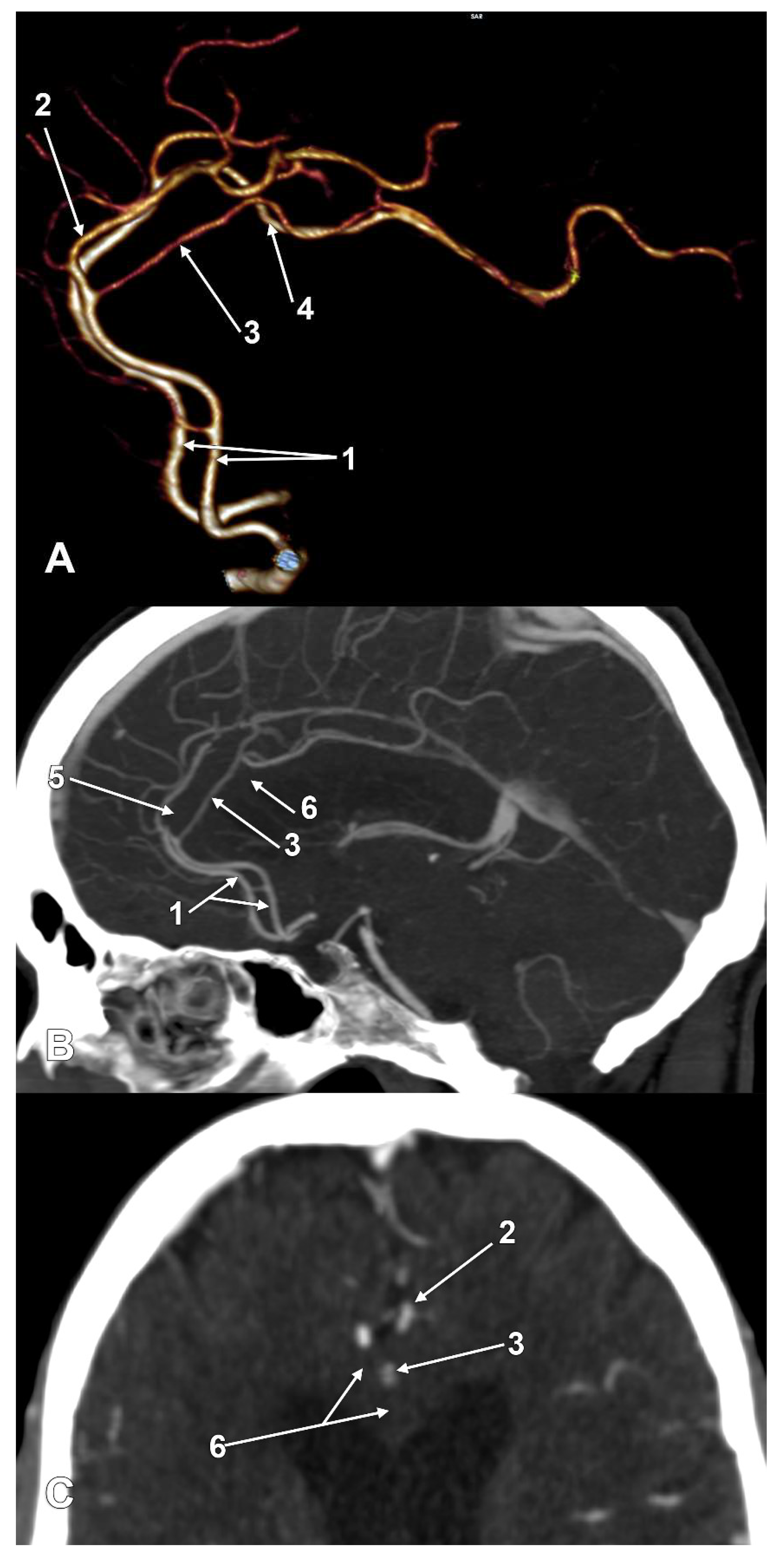 Medicina 58 01365 g002