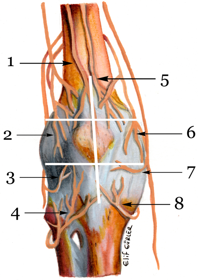 Medicina 58 01369 g002