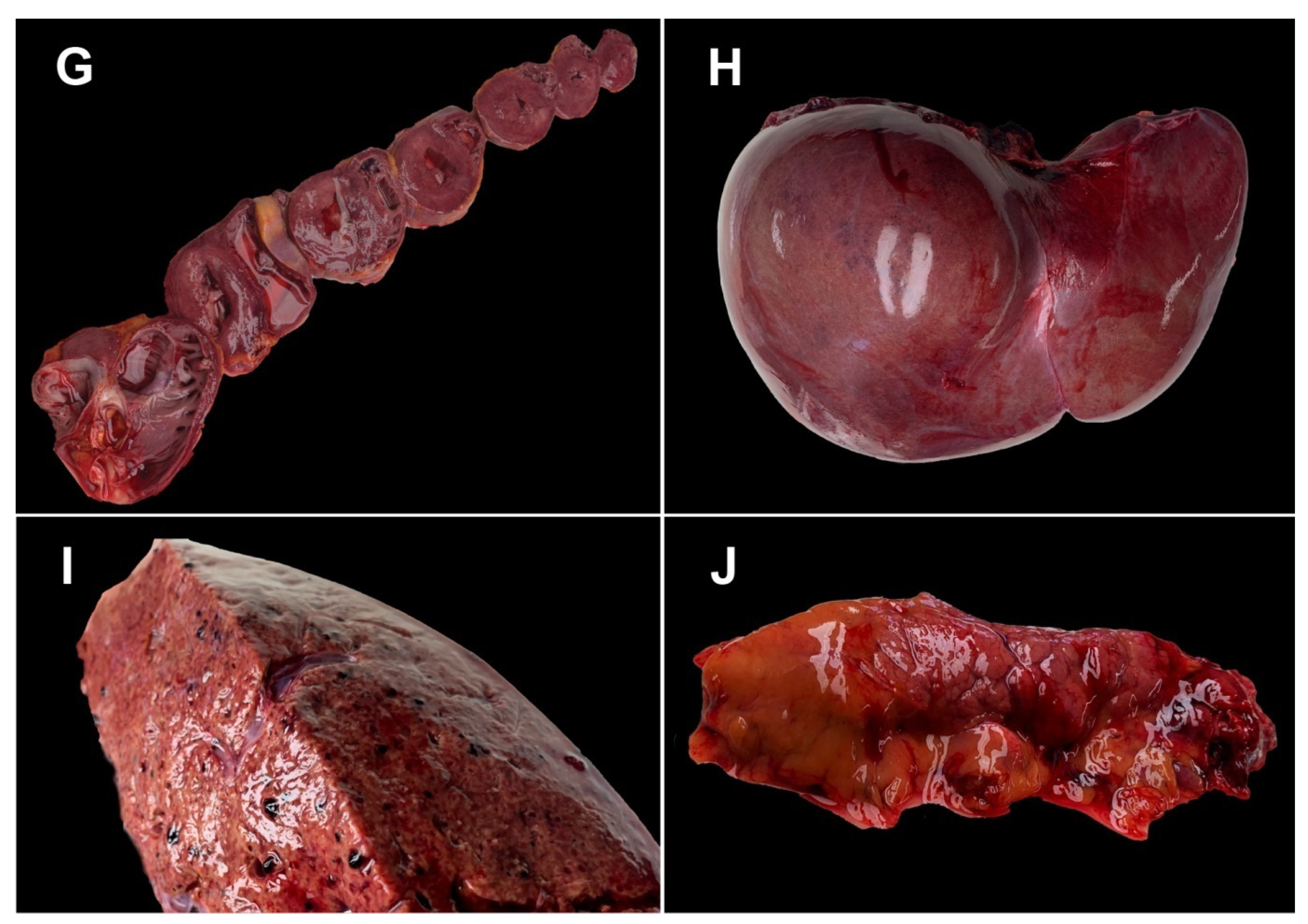 Medicina 58 01373 g001b
