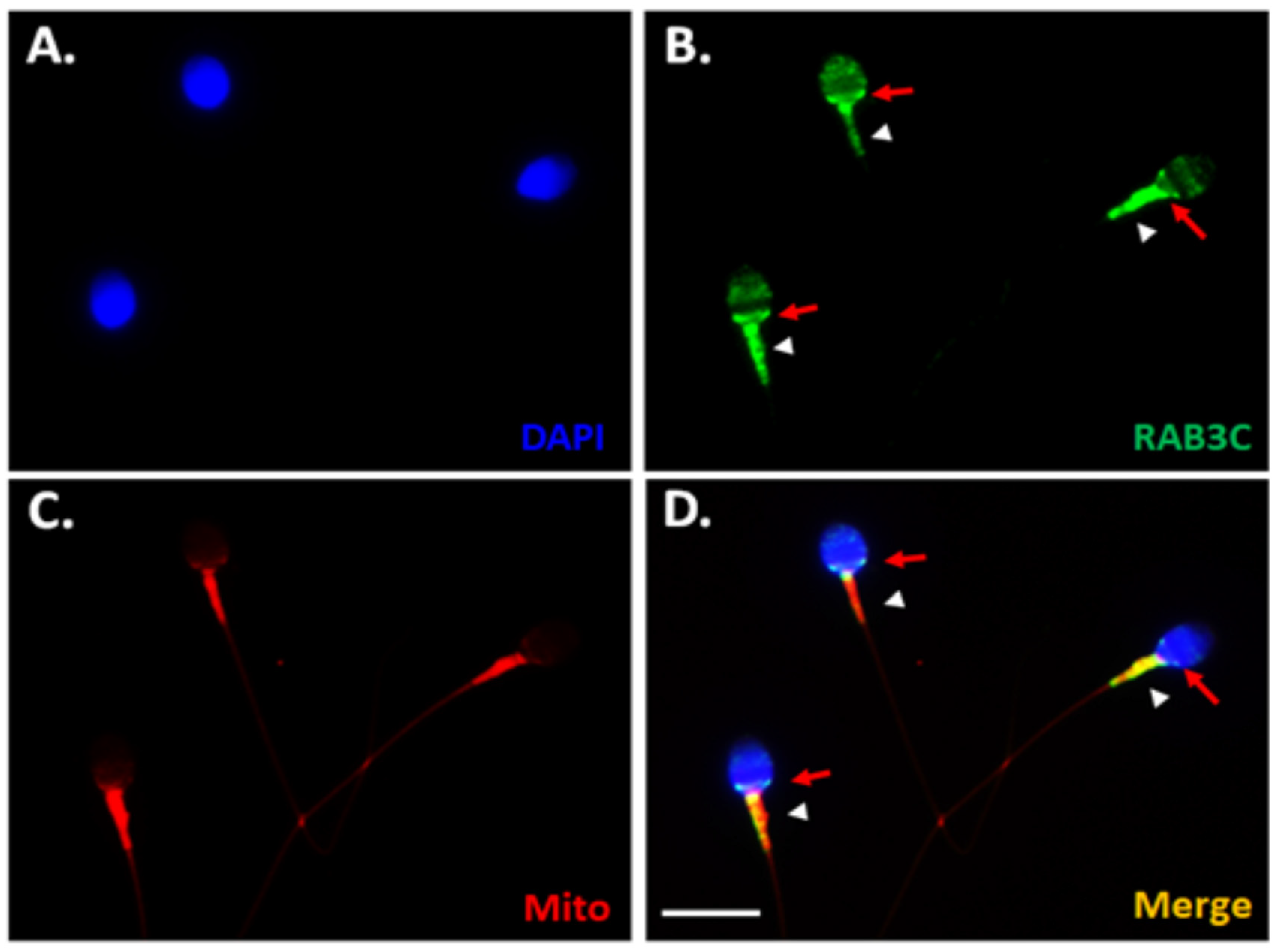 Medicina 58 01408 g001
