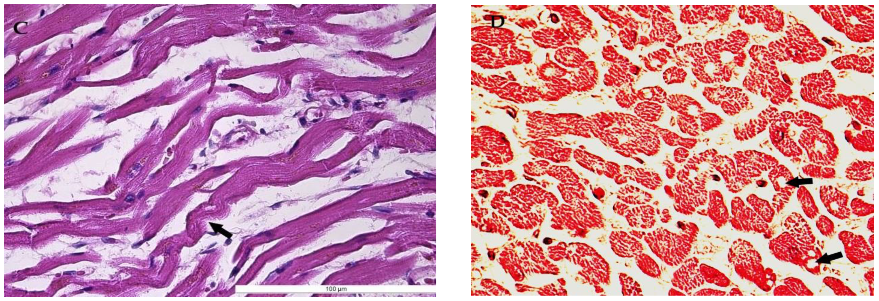 Medicina 58 01507 g001b Medicina 58 01507 g001b