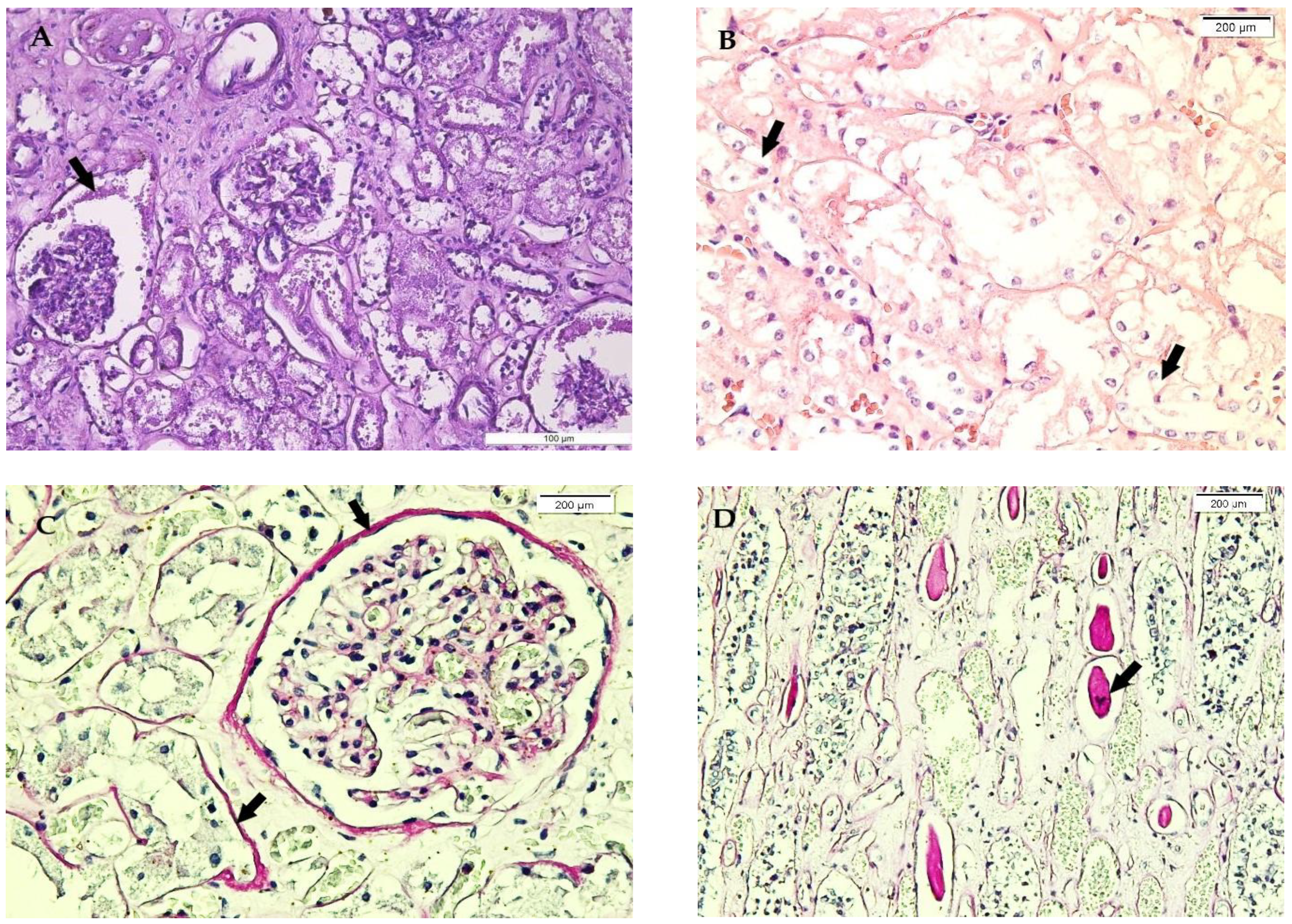 Medicina 58 01507 g003 Medicina 58 01507 g003