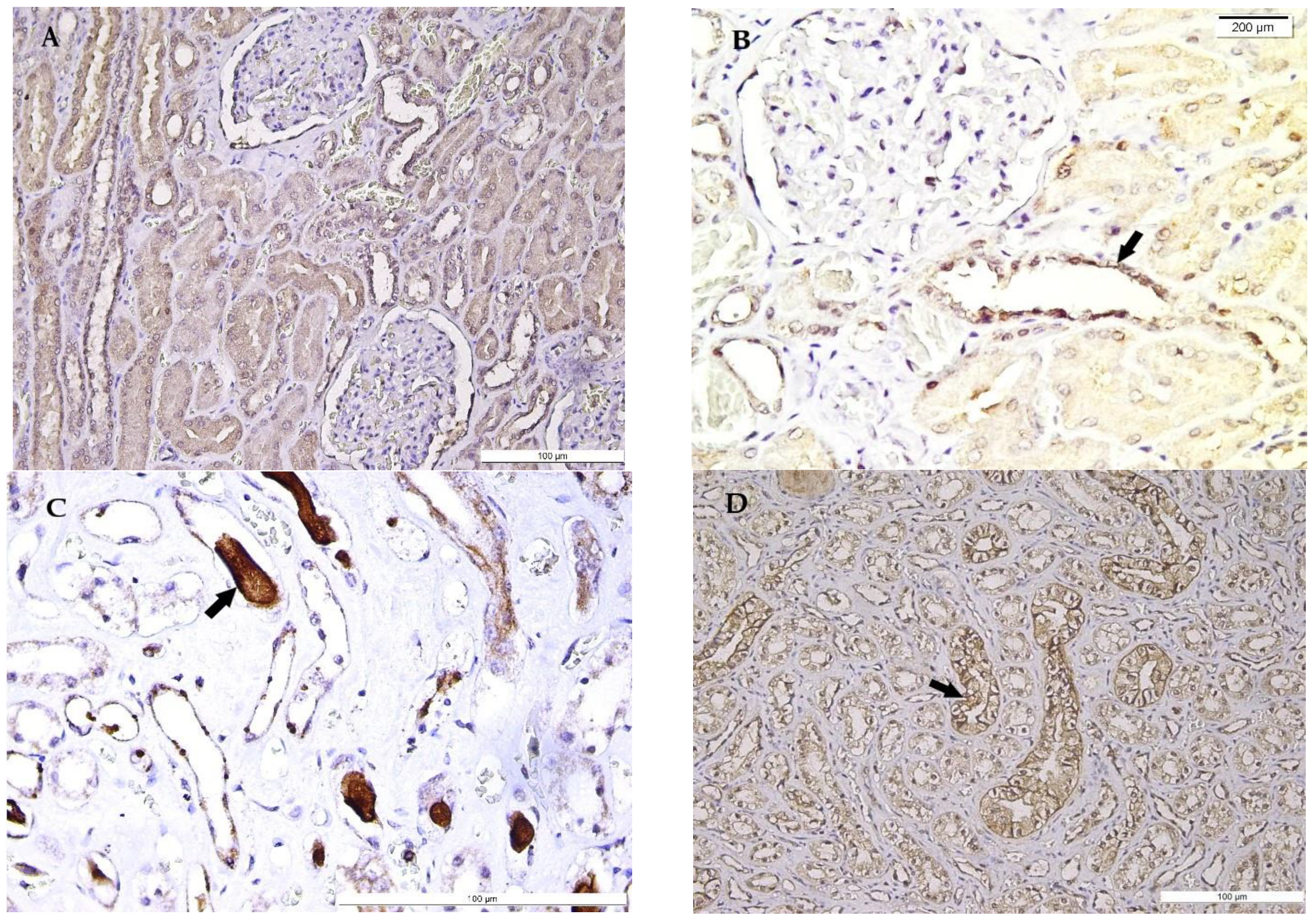 Medicina 58 01507 g004 Medicina 58 01507 g004