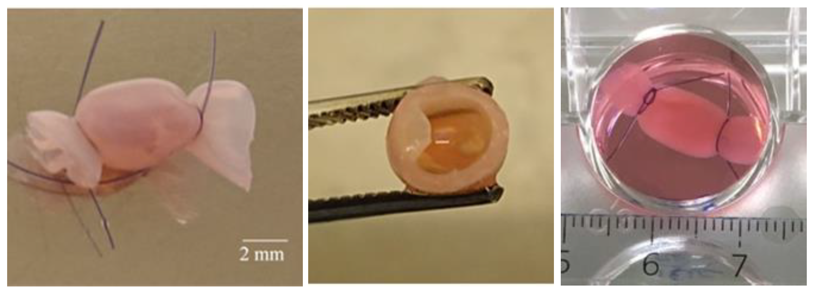 Medicina 58 01565 g001