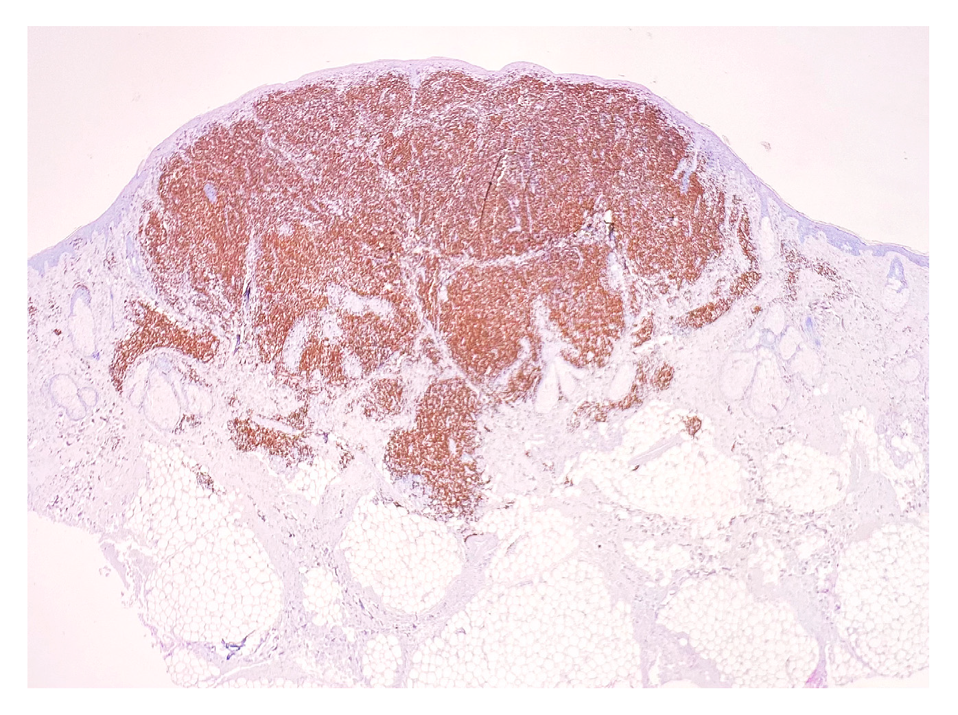 Medicina 58 01618 g005 Medicina 58 01618 g005