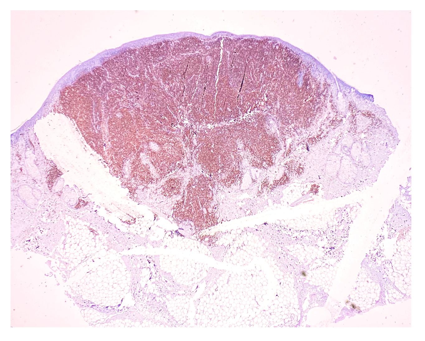 Medicina 58 01618 g006 Medicina 58 01618 g006