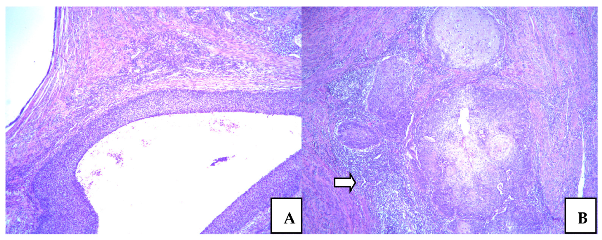Medicina 58 01655 g002