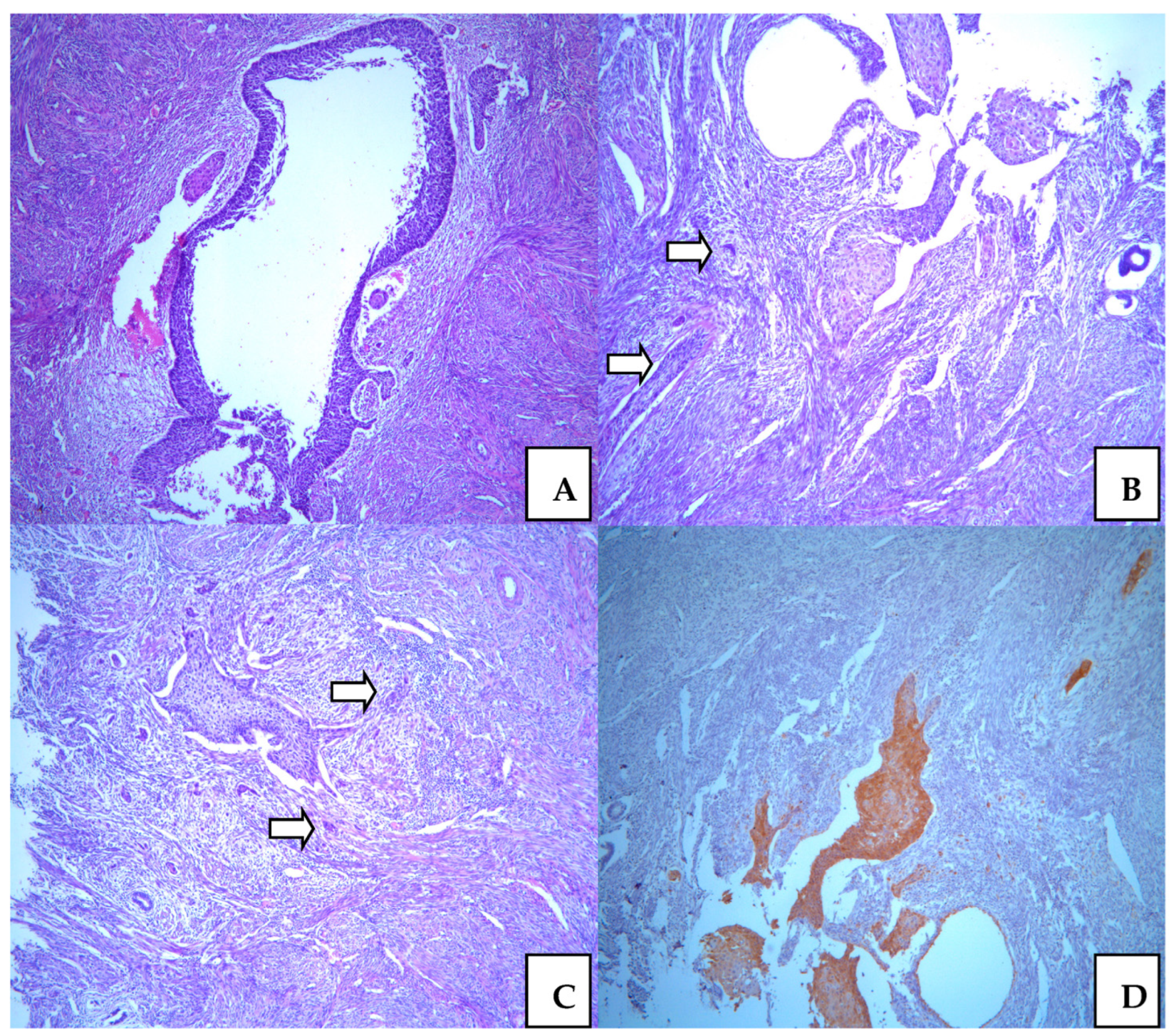Medicina 58 01655 g003