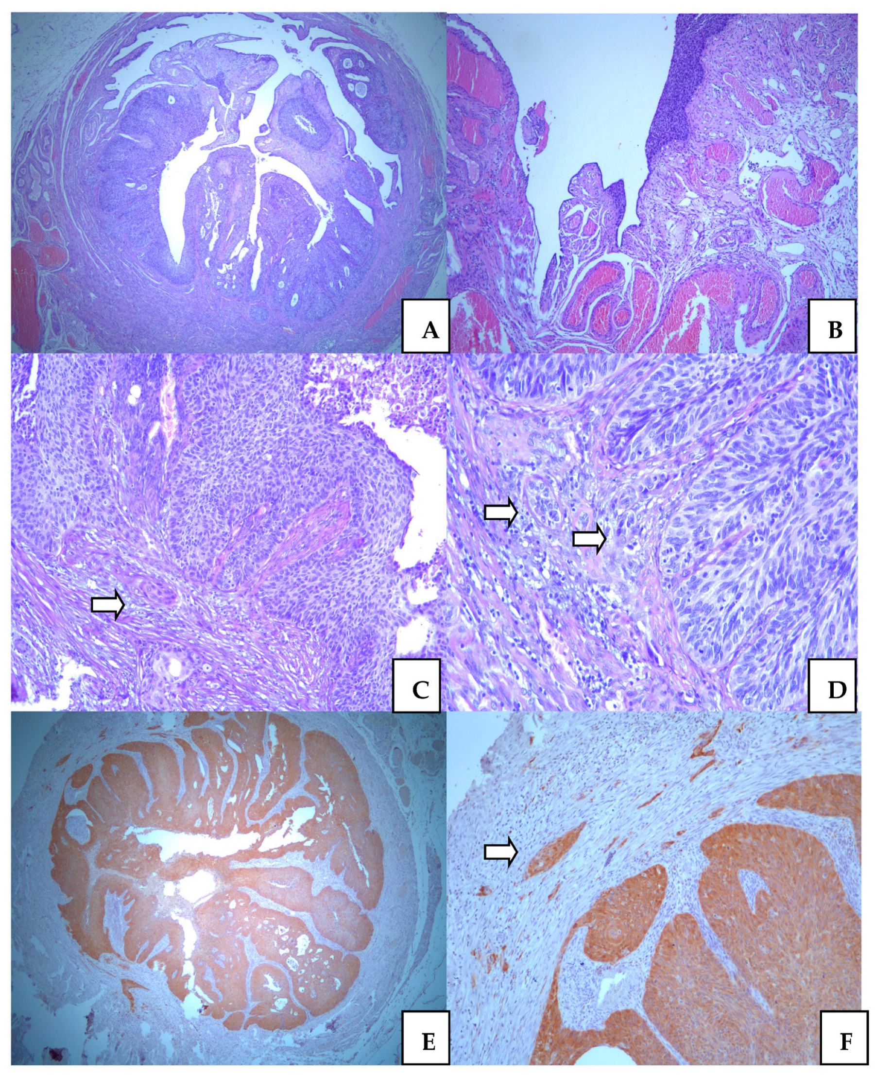 Medicina 58 01655 g004
