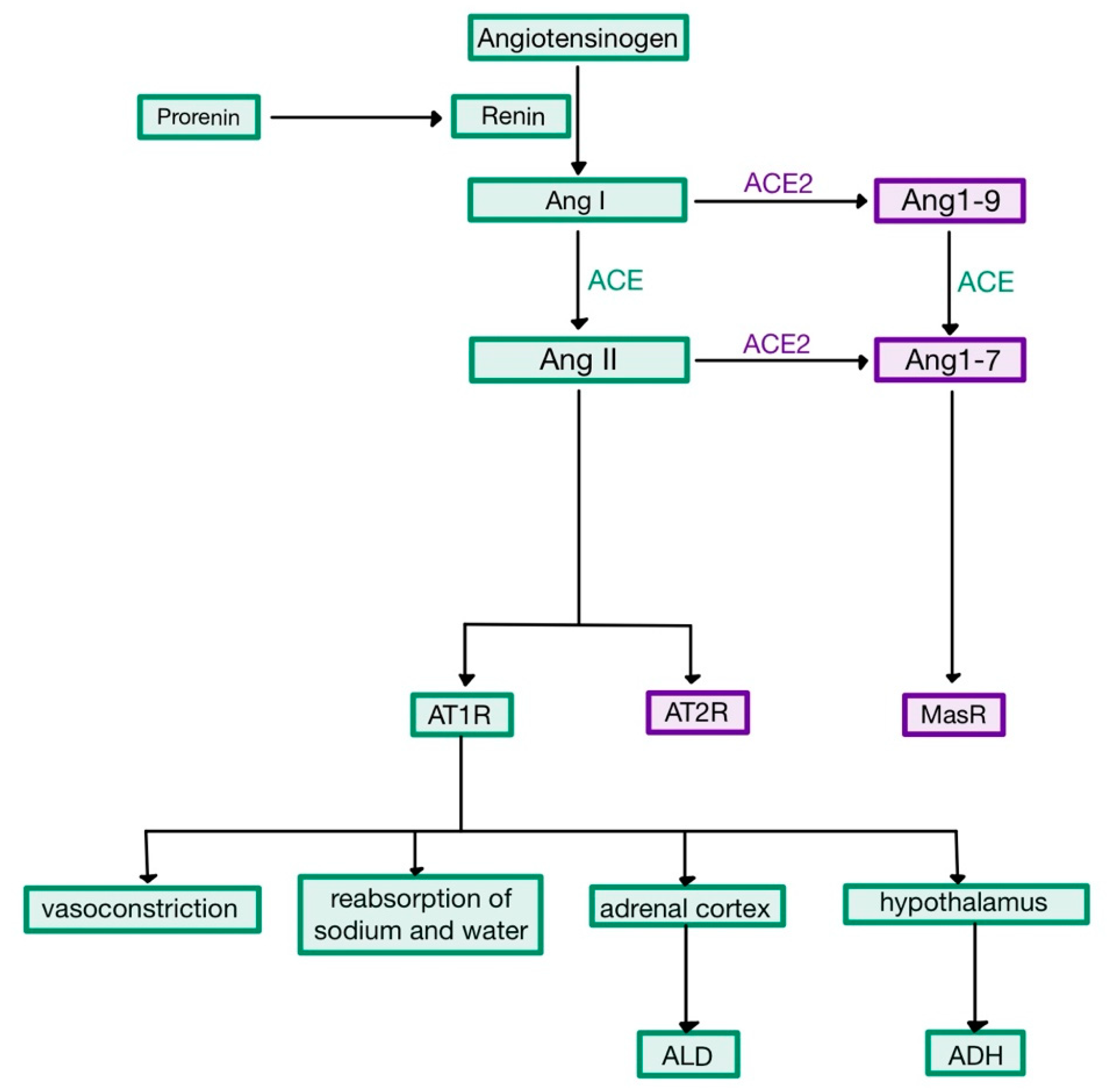Medicina Free Full Text The RAAS Axis And SARS CoV 2 From Oral To medicina-free-full-text-the-raas-axis-and-sars-cov-2-from-oral-to