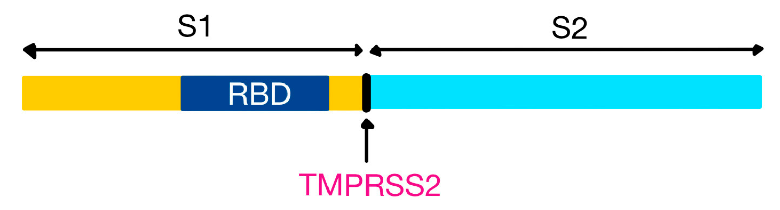 Medicina 58 01717 g004