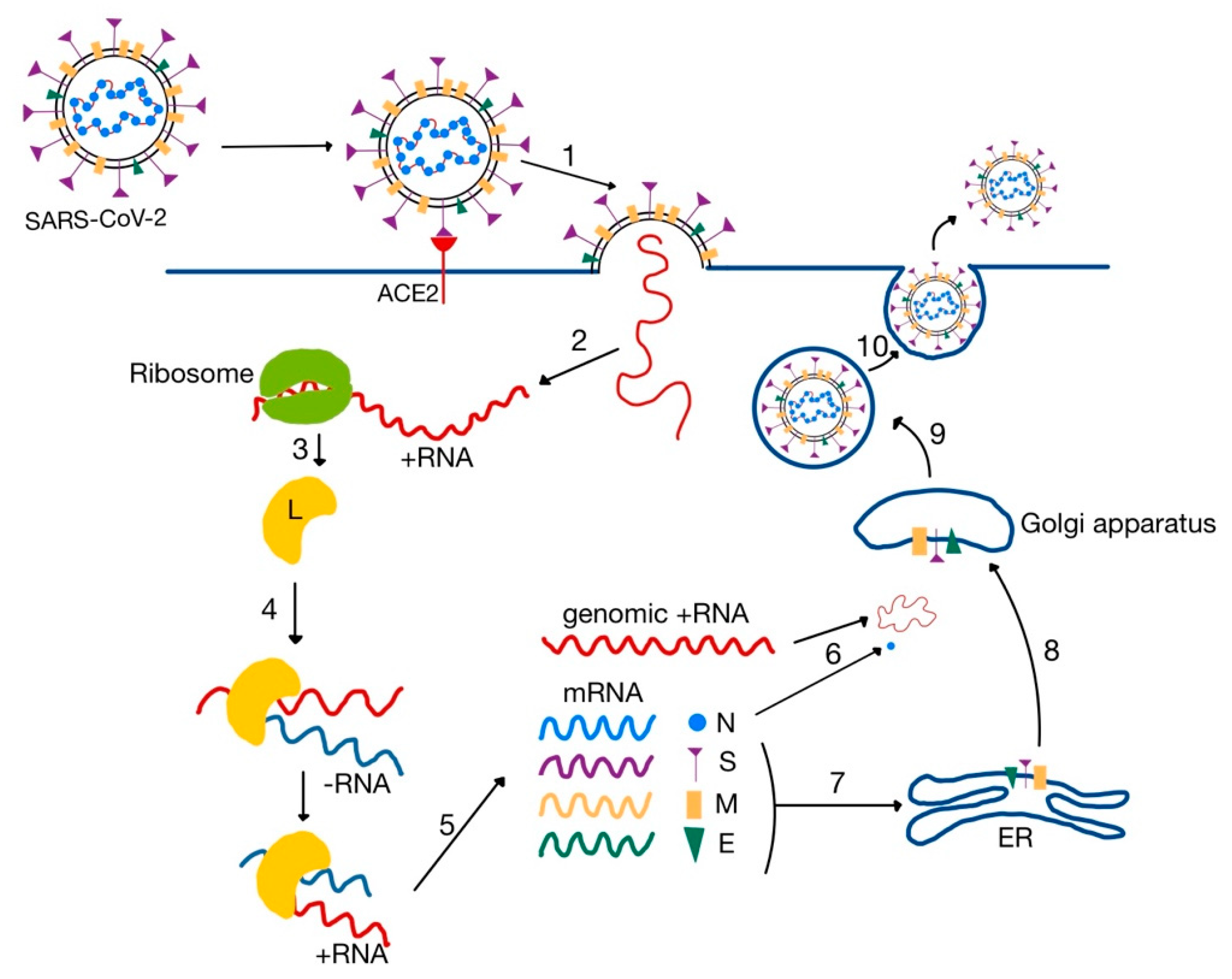 Medicina 58 01717 g006