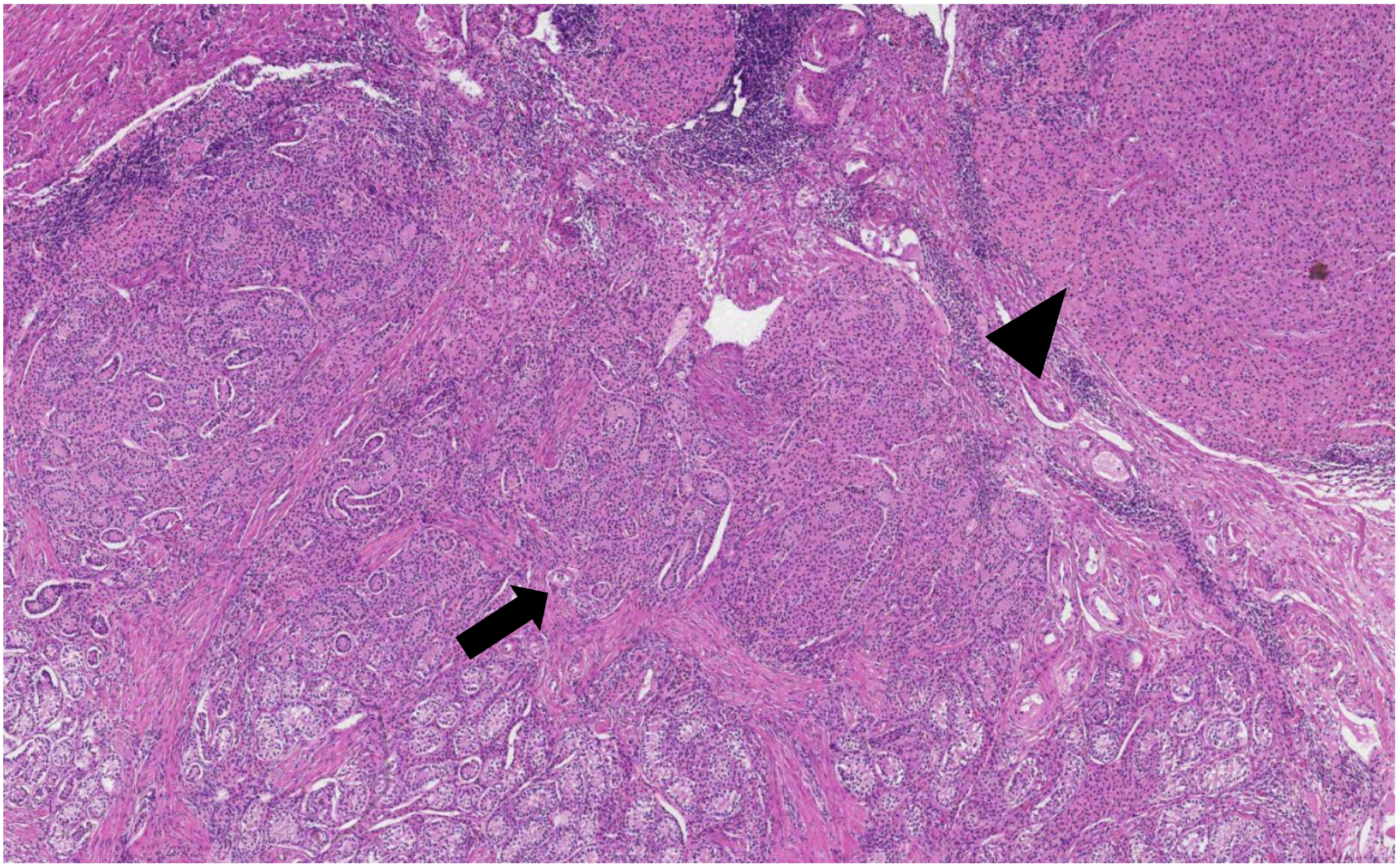 Medicina 58 01736 g005