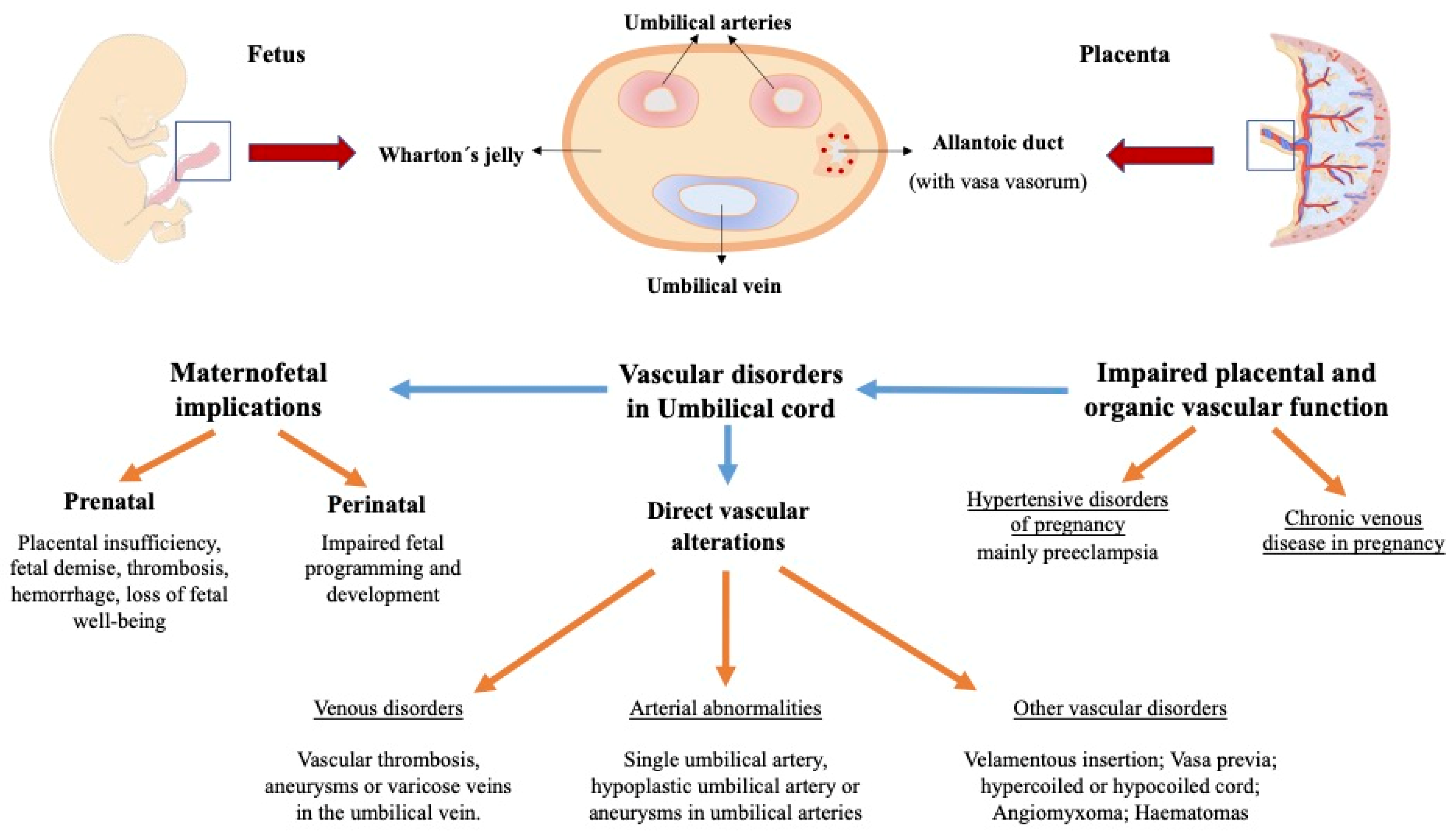 Medicina Free FullText Considering the Effects and Maternofoetal