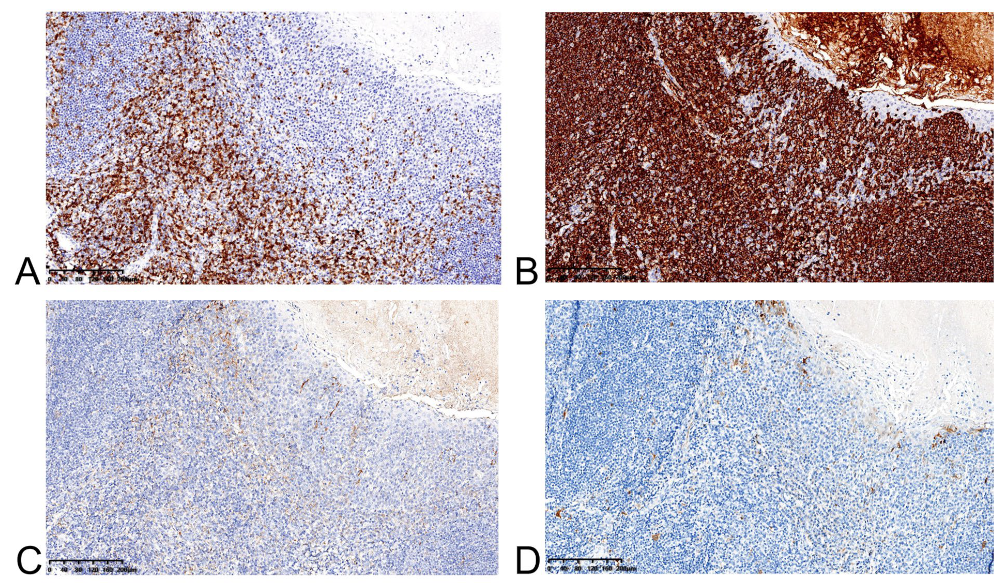 Medicina 58 01804 g004