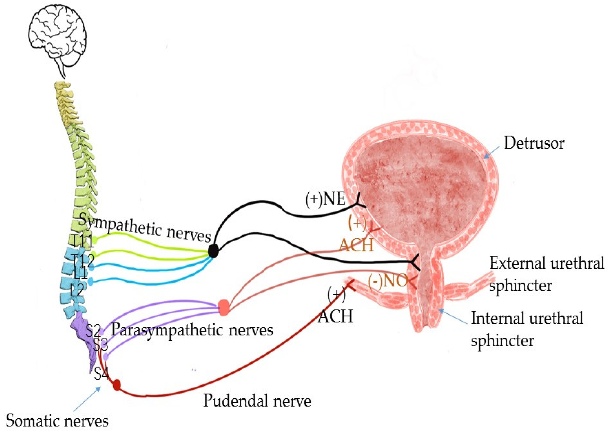 Medicina Free FullText The Anatomical Pathogenesis of Stress