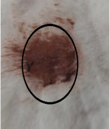 Medicina 59 00034 i003