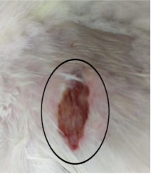 Medicina 59 00034 i006