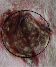 Medicina 59 00034 i007