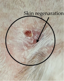 Medicina 59 00034 i011