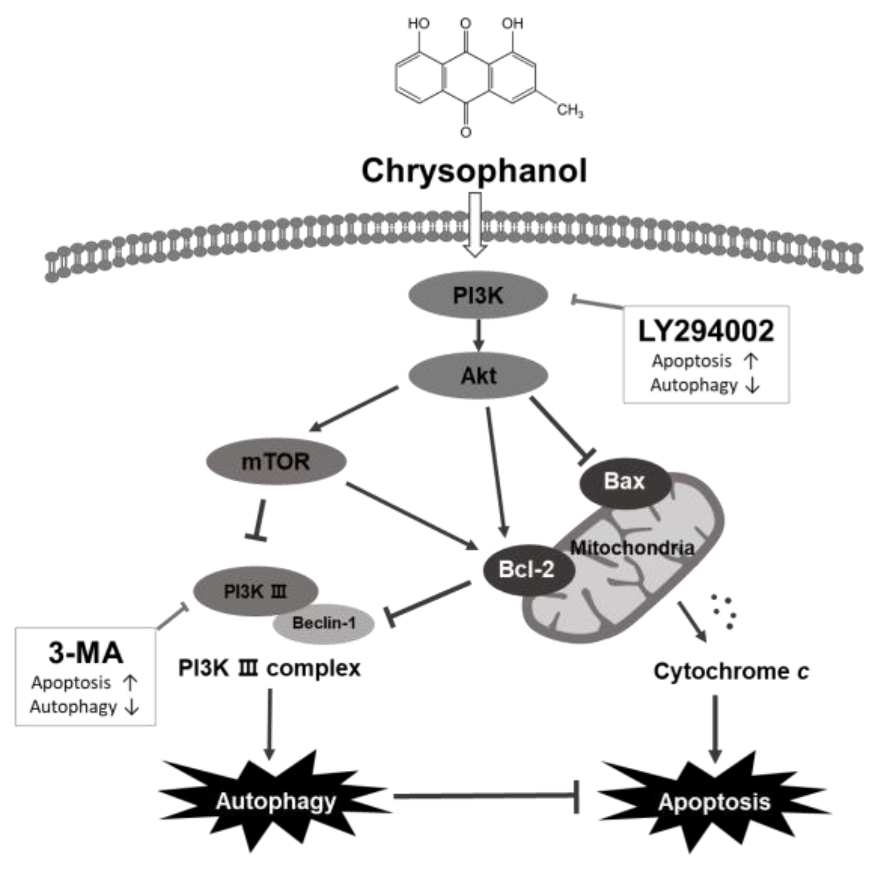 Medicina 59 00042 g008 Medicina 59 00042 g008