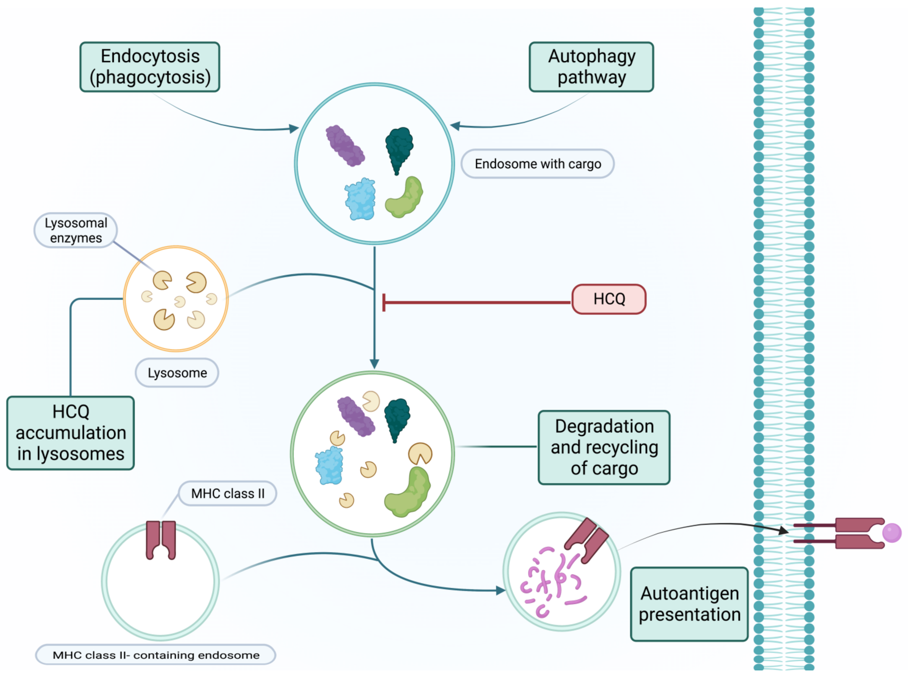 Medicina Free FullText Synthetic Pharmacotherapy for Systemic