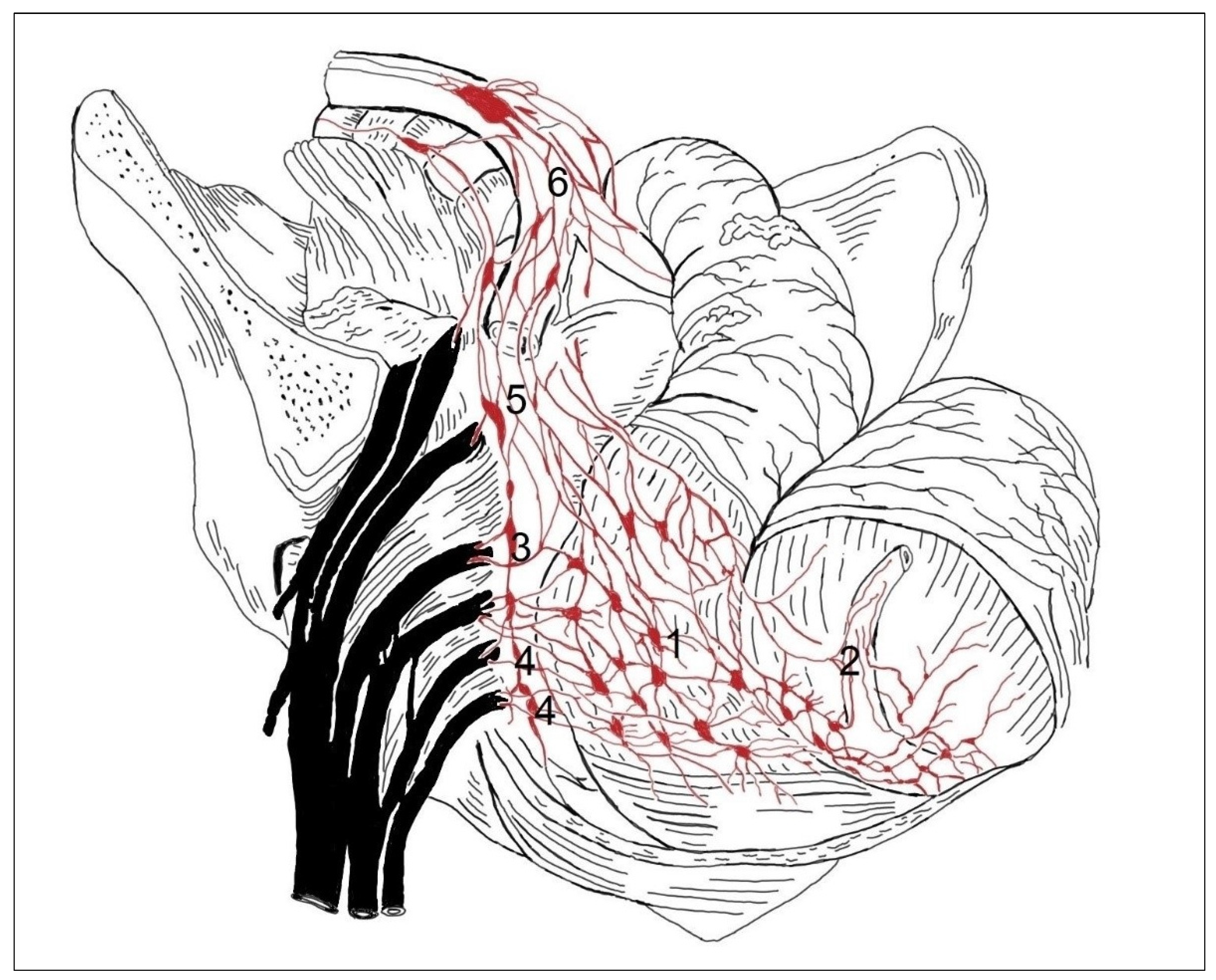 Medicina 59 00072 g001