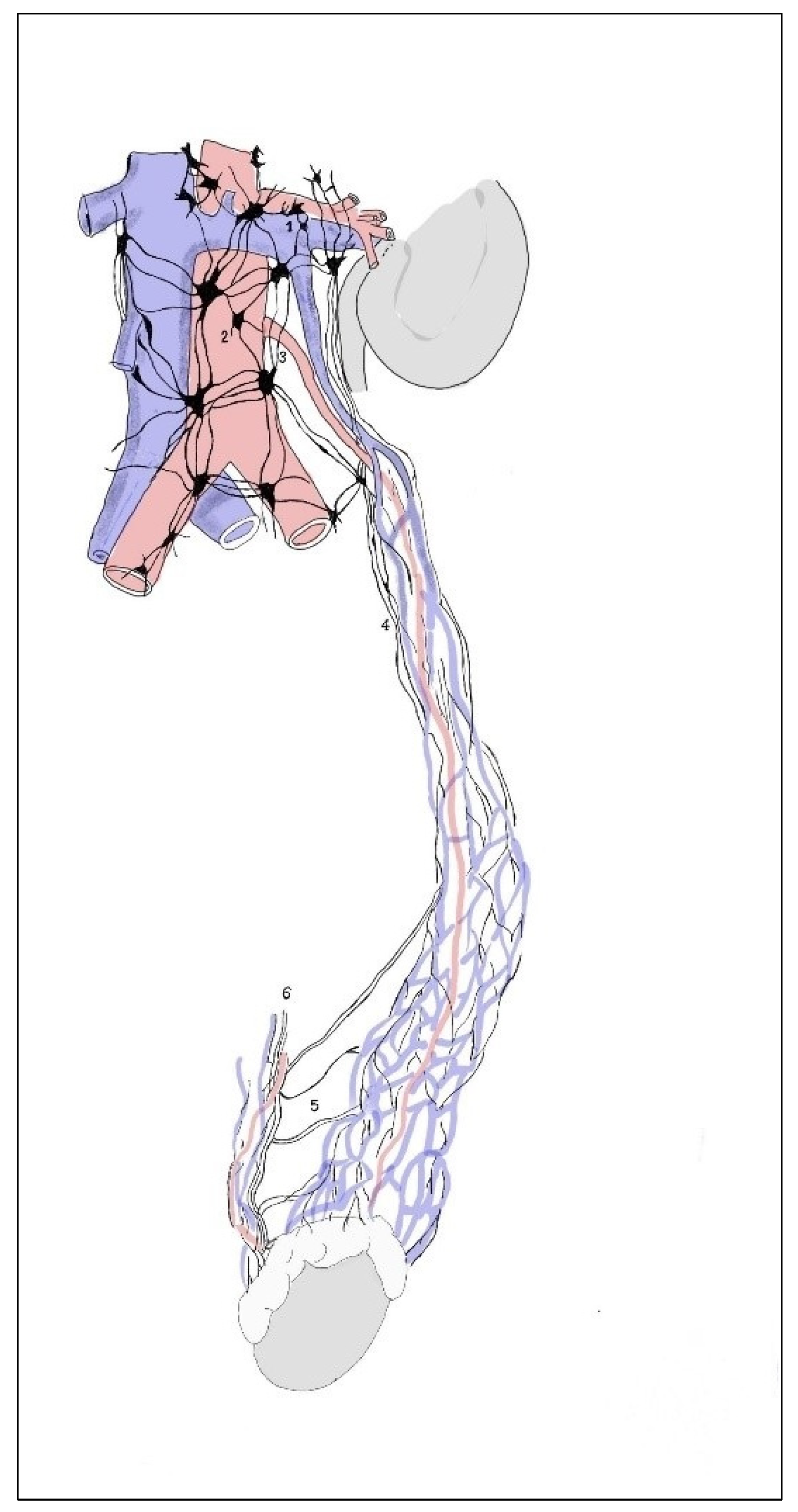 Medicina 59 00072 g006