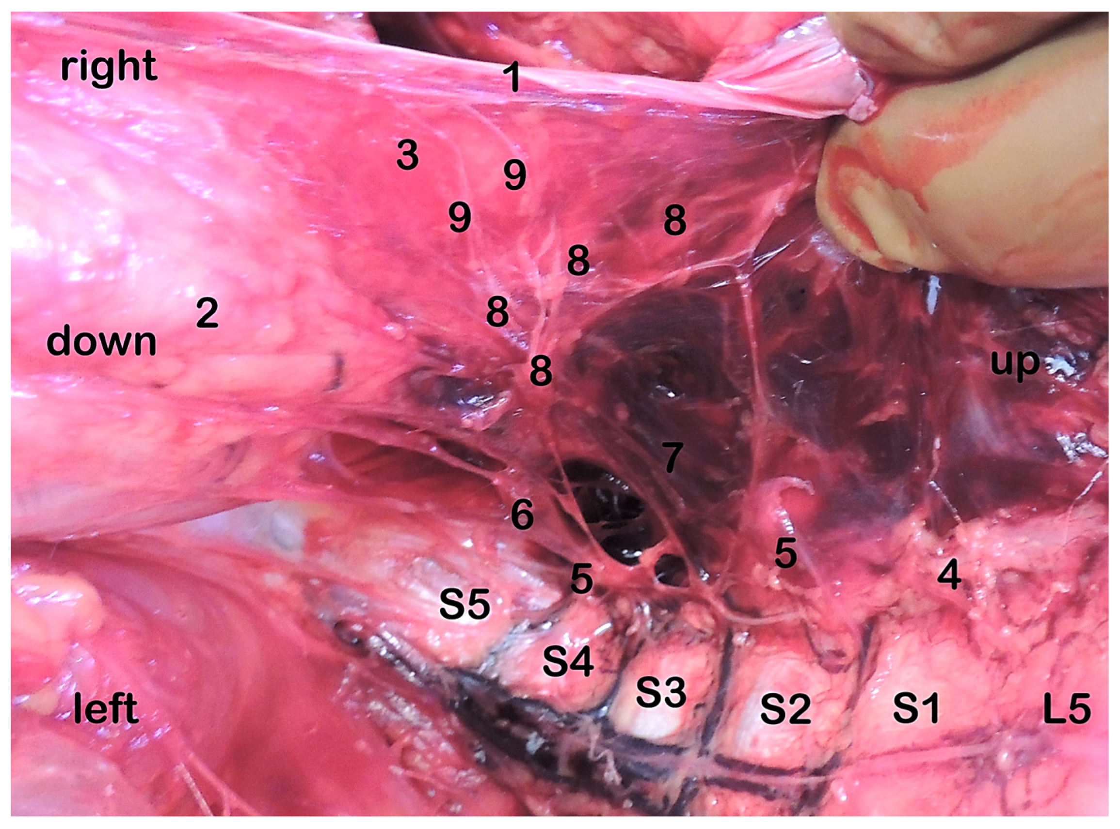 Medicina 59 00072 g008