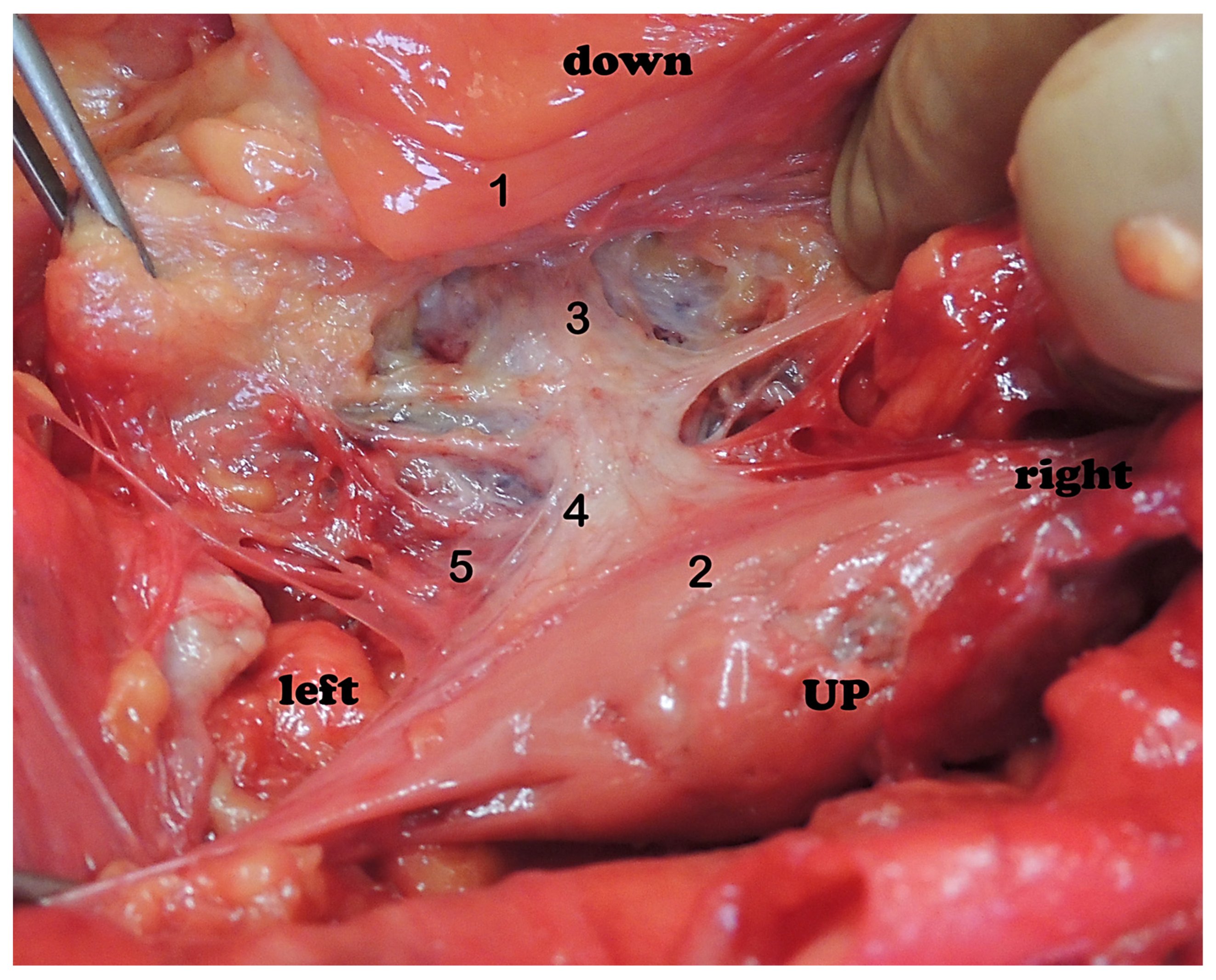 Medicina 59 00072 g009