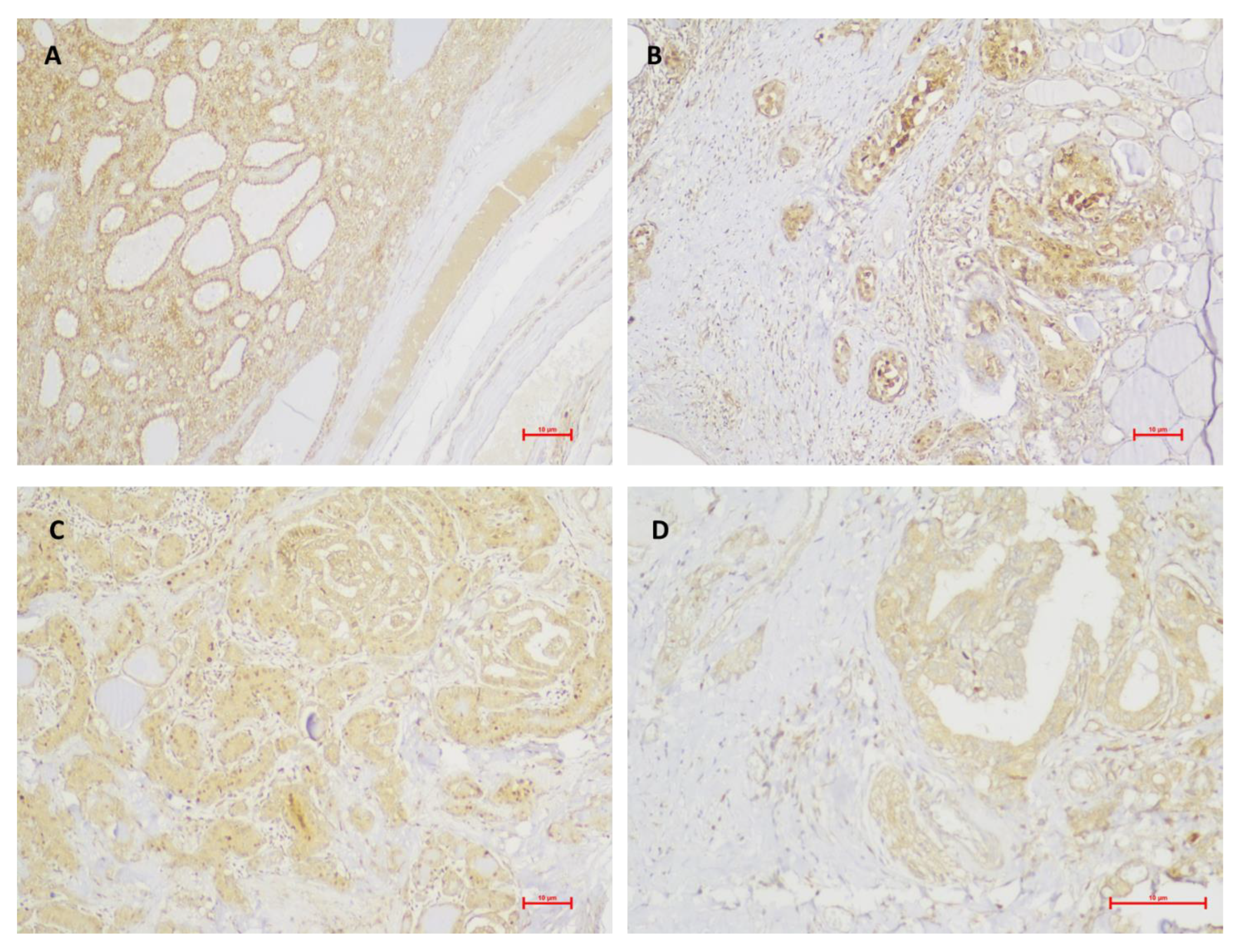 Medicina 59 00110 g002 Medicina 59 00110 g002
