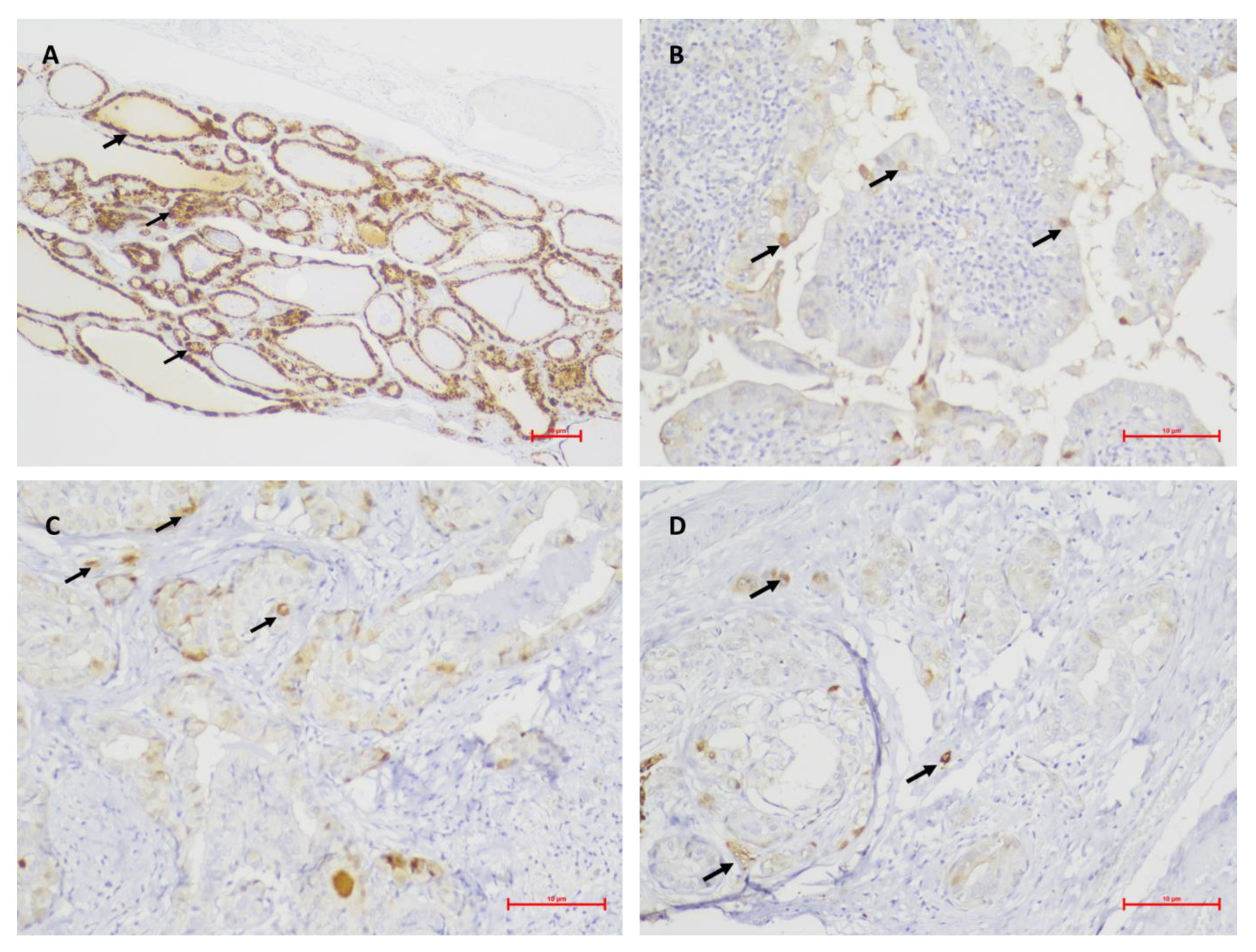 Medicina 59 00110 g003 Medicina 59 00110 g003
