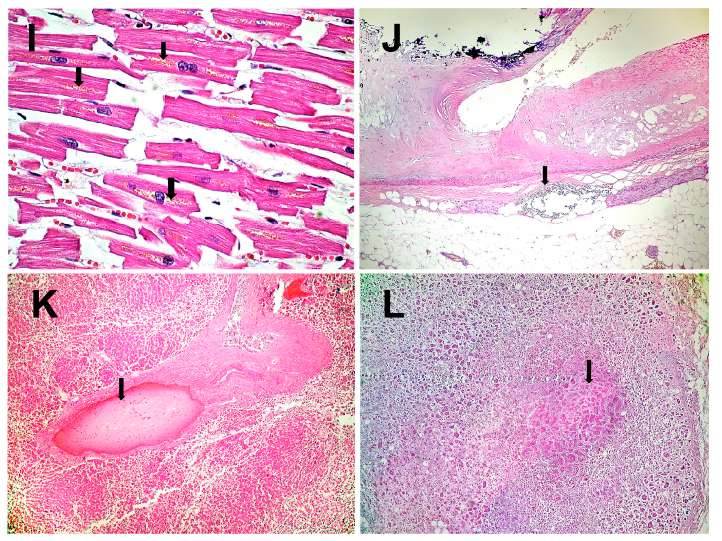 Medicina 59 00154 g002b