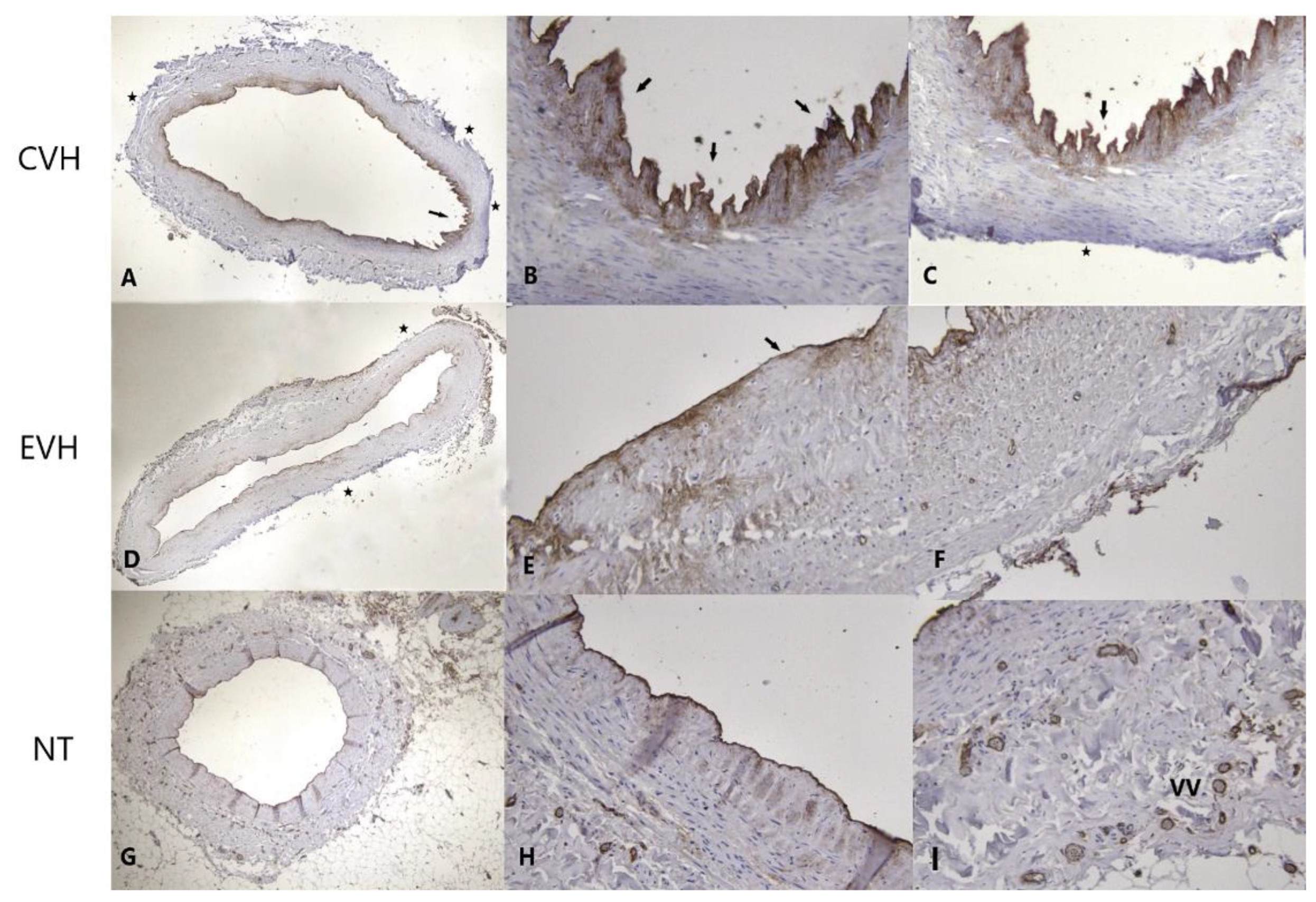 Medicina 59 00217 g005