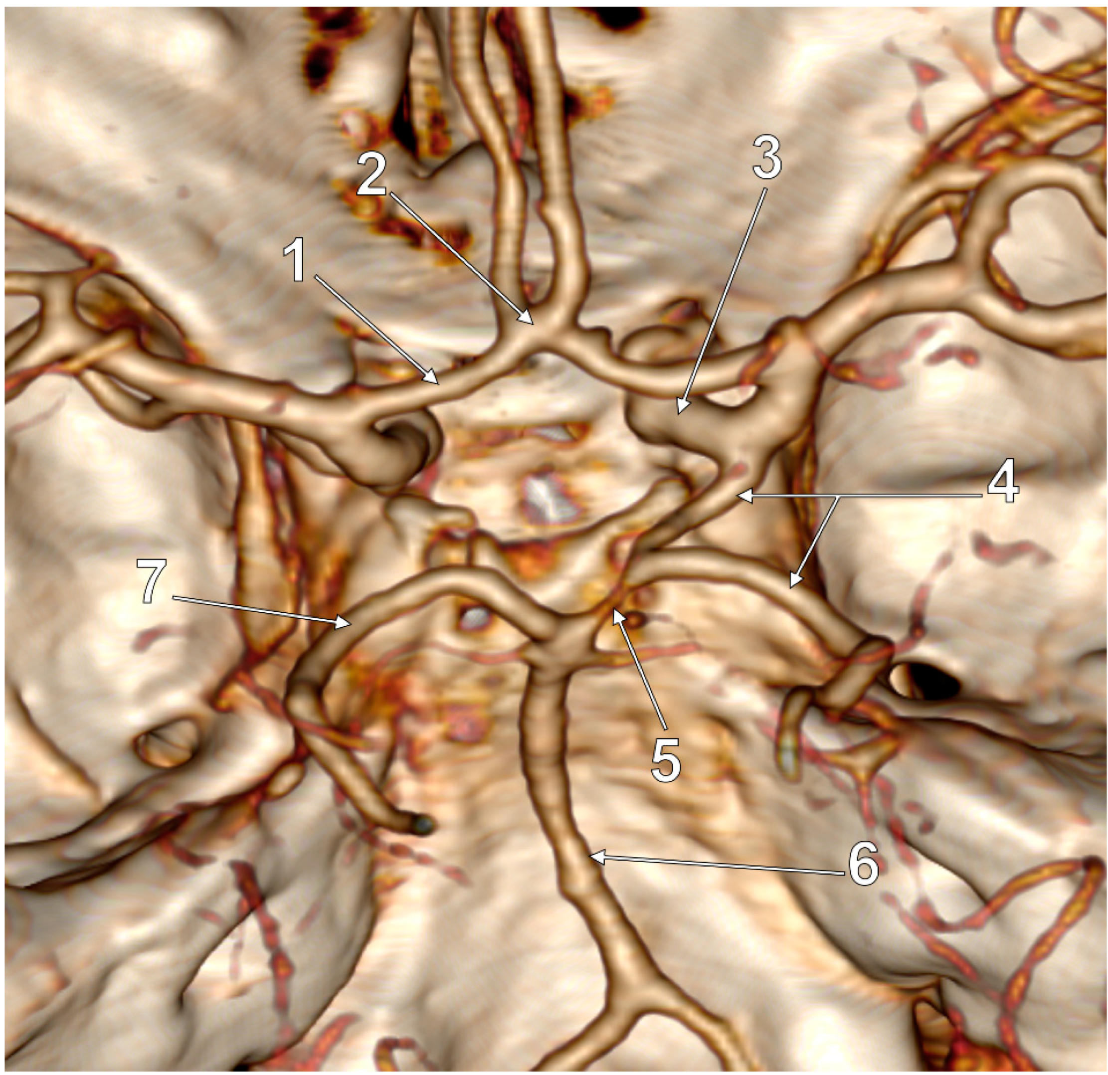Medicina 59 00231 g002 Medicina 59 00231 g002