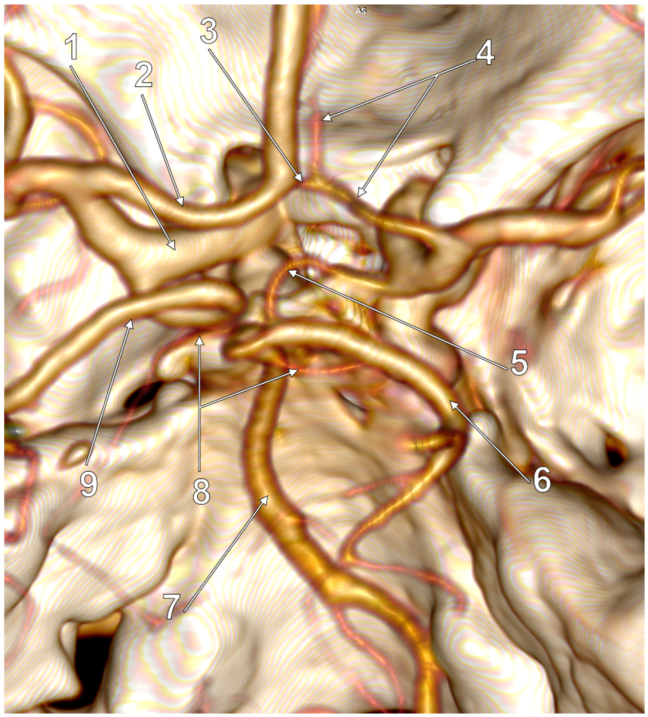 Medicina 59 00231 g007 Medicina 59 00231 g007