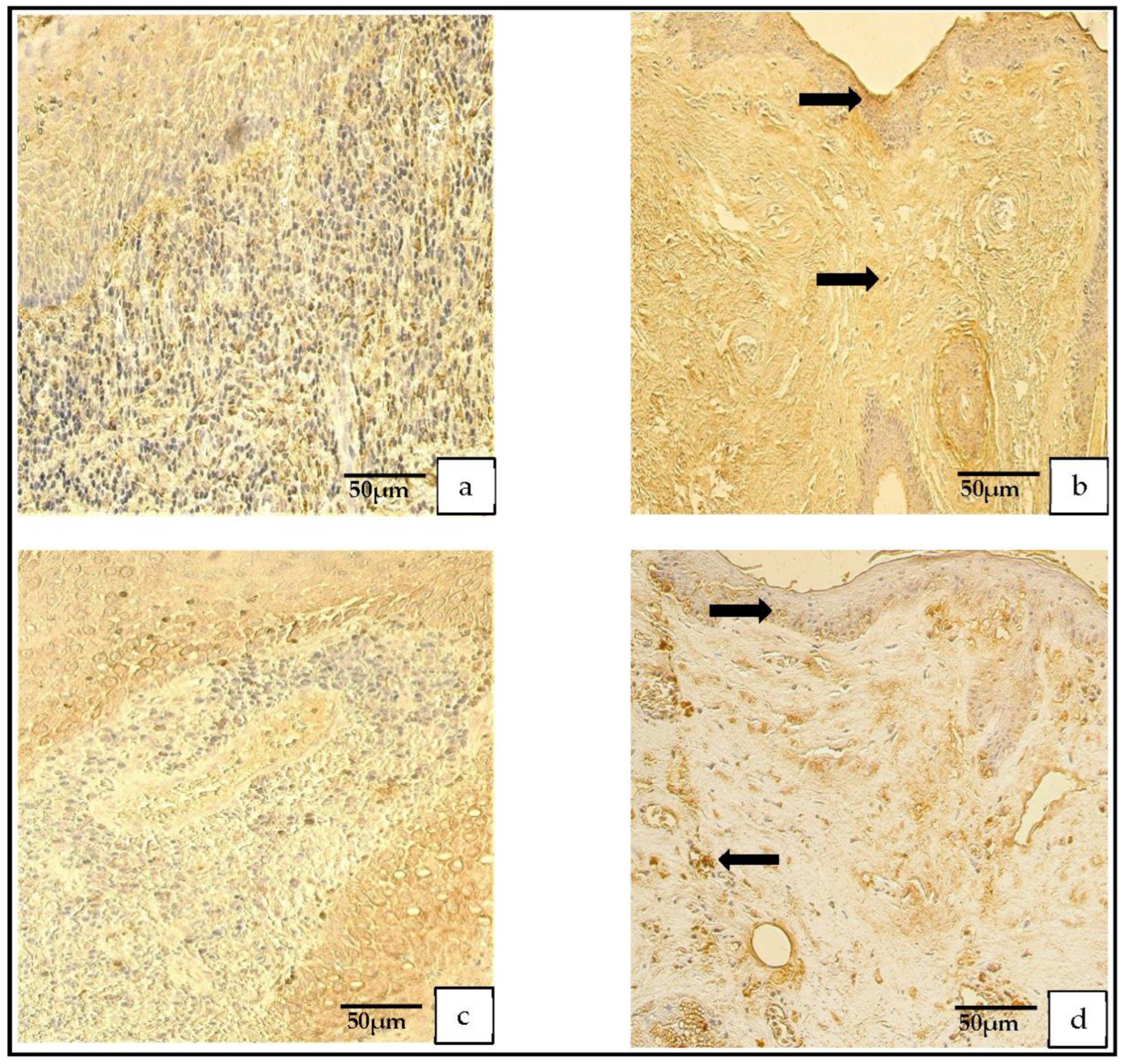 Medicina 59 00306 g007 550