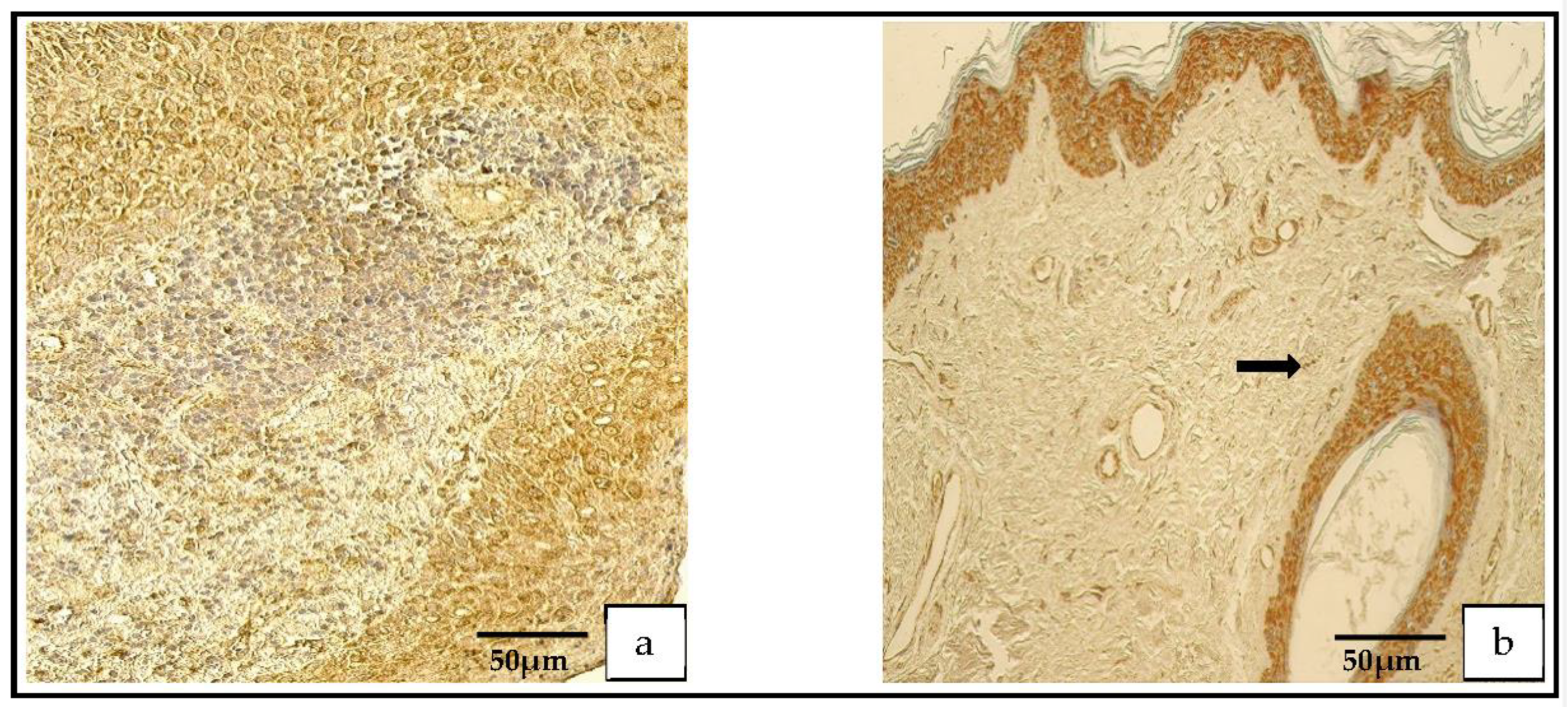Medicina 59 00306 g008 550