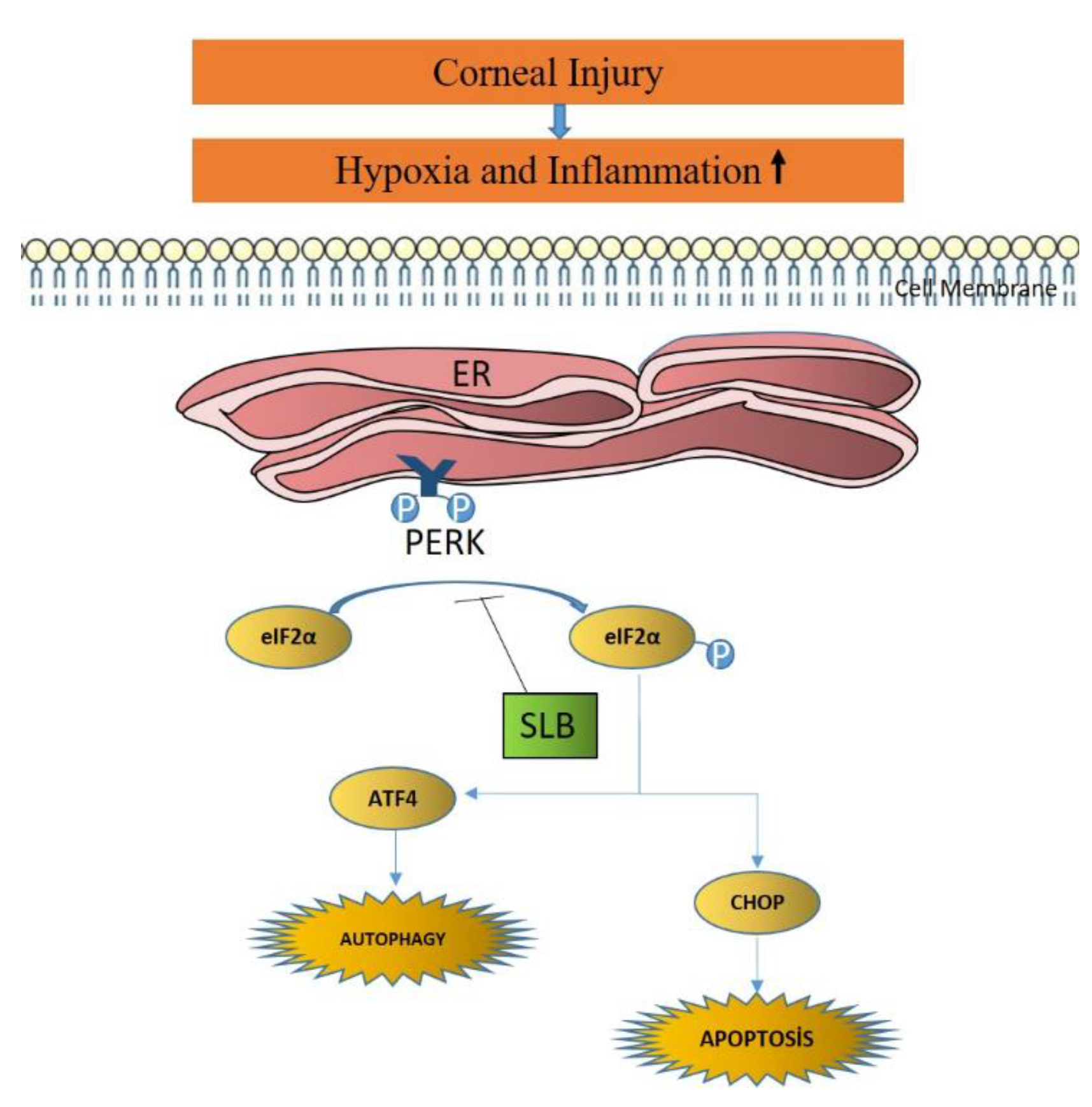 Medicina 59 00323 g001