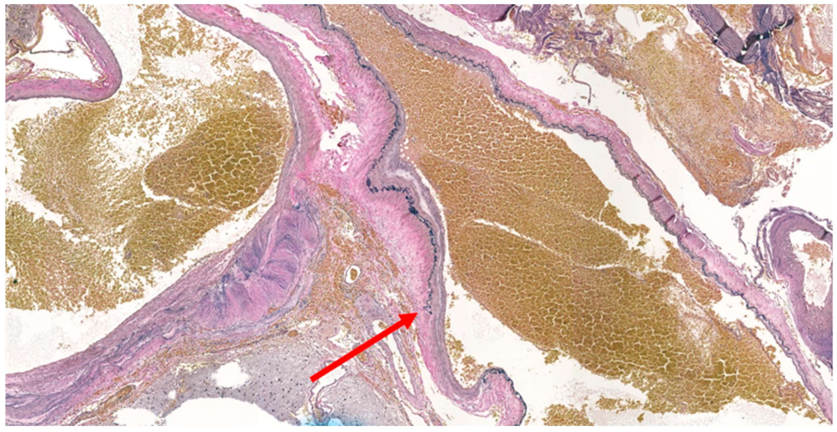 Medicina 59 00331 g008