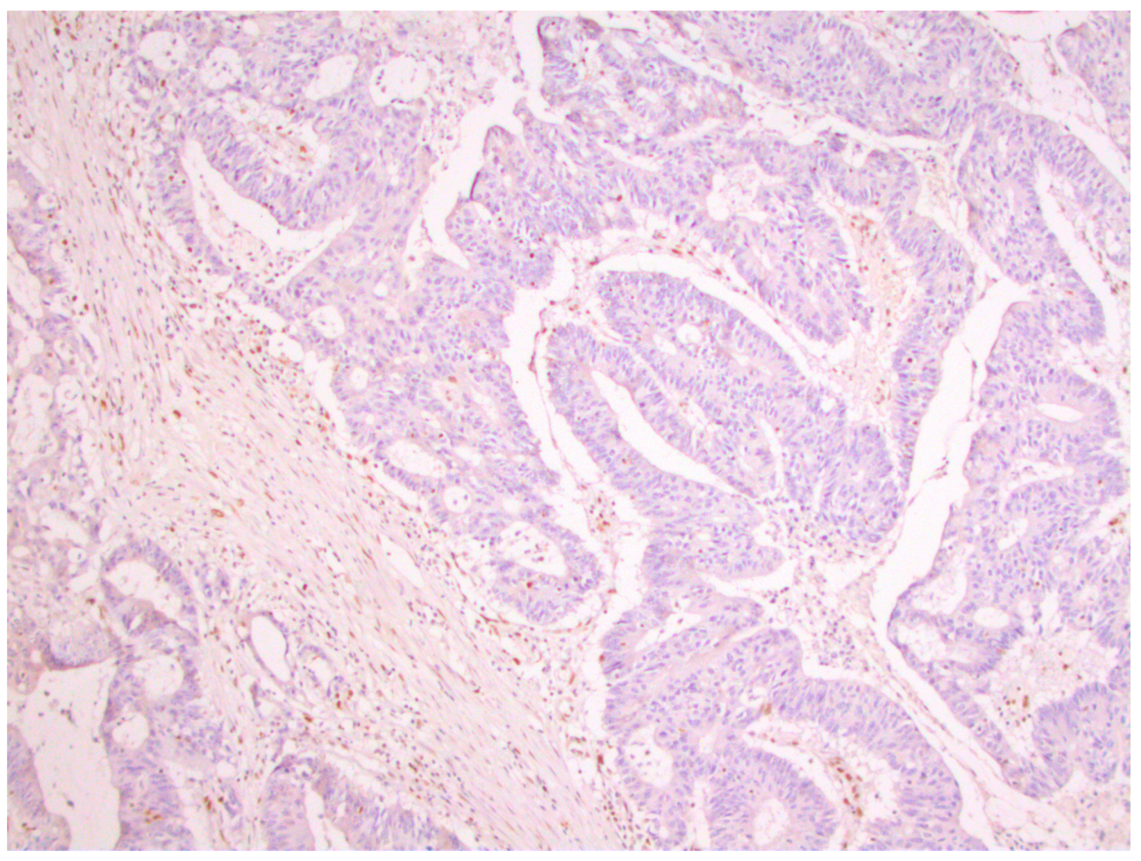 Medicina 59 00489 g001 Medicina 59 00489 g001